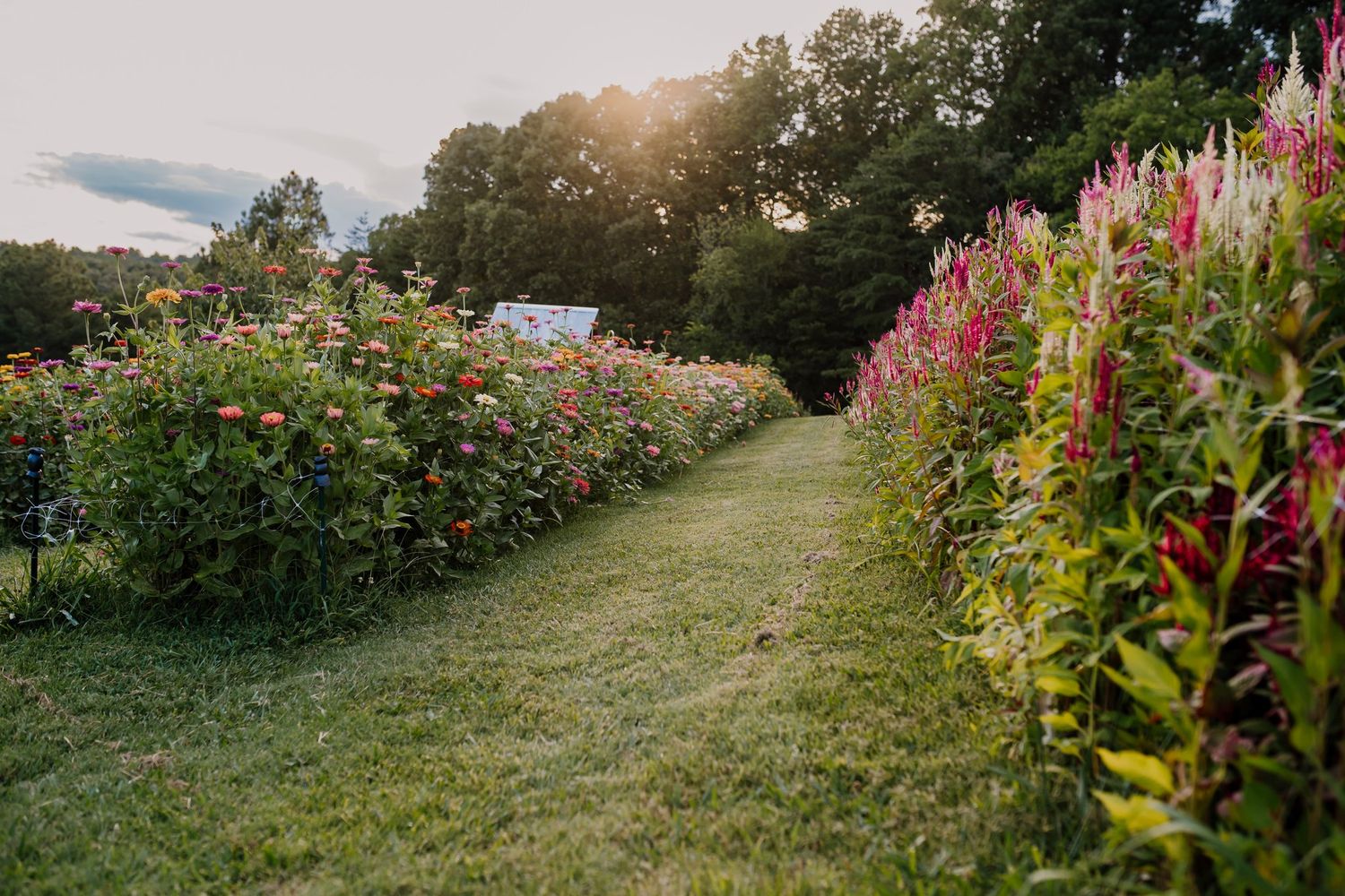rustic gate farm in friendsville flower field