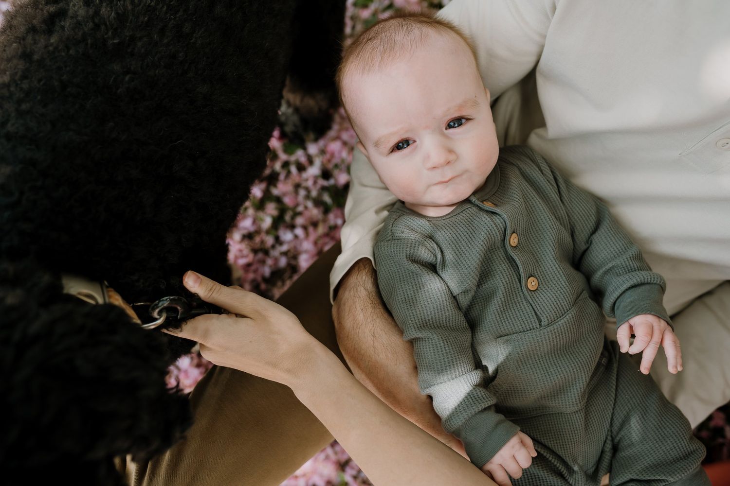 Baby looks up under dogwood tress while sitting on his parents' lap