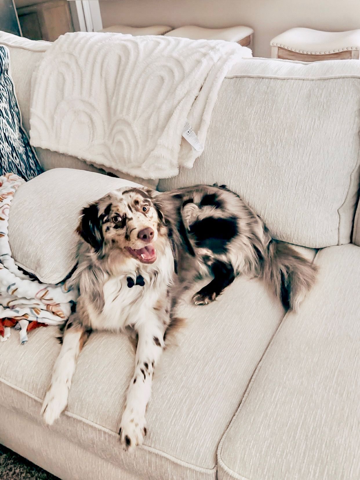 A happy merle Australian Shepherd dog lounging on a cream sofa with a white textured blanket nearby.