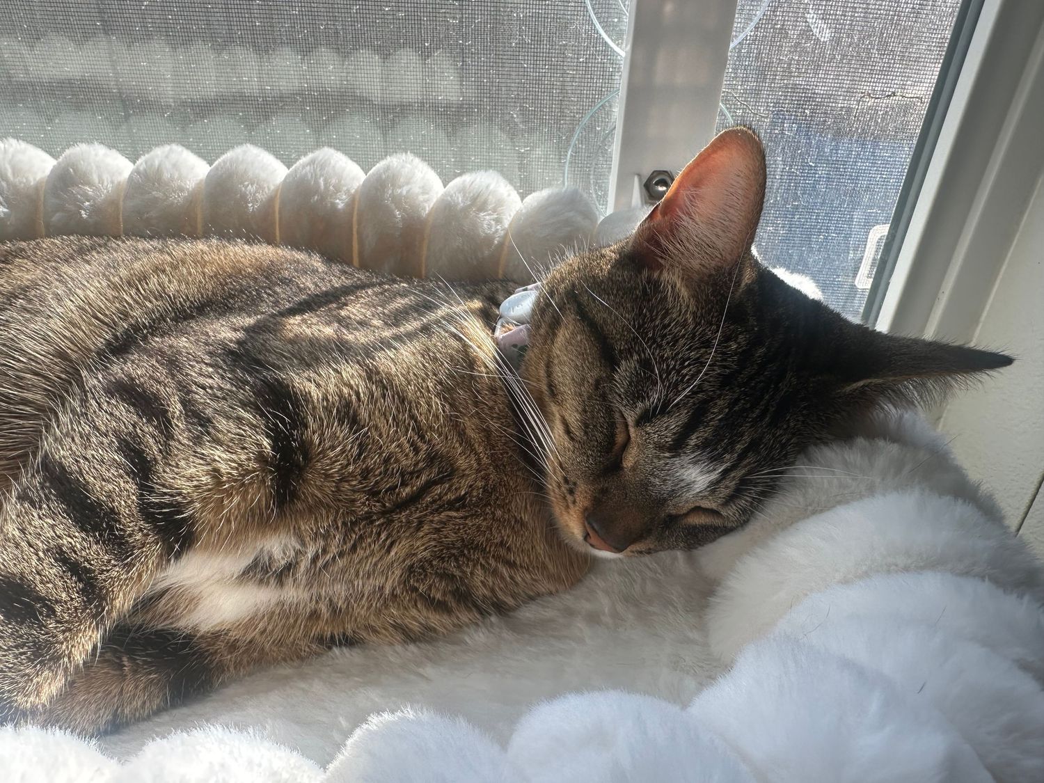 A striped tabby cat lounges peacefully in a sunny window sill, stretched out in a relaxed position.