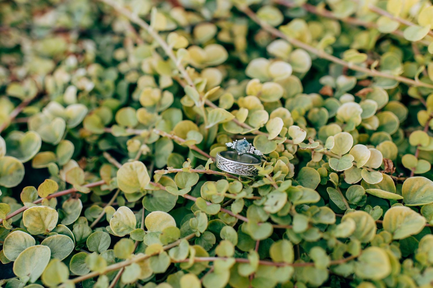 Two wedding rings nestled among green leafy plants, symbolizing love and commitment.