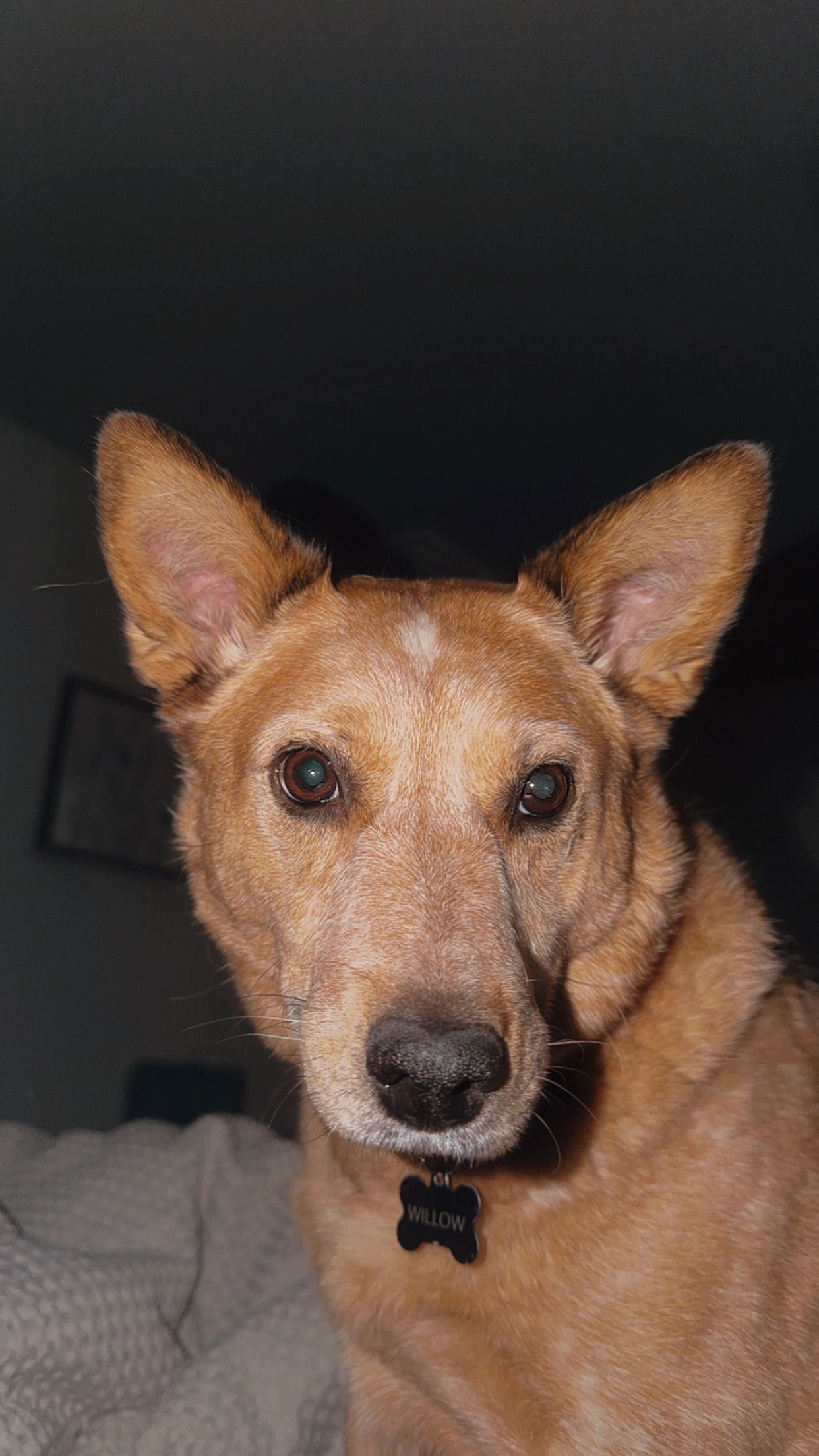 A golden-brown dog with large ears and a black ID tag sits attentively indoors, looking directly at the camera.