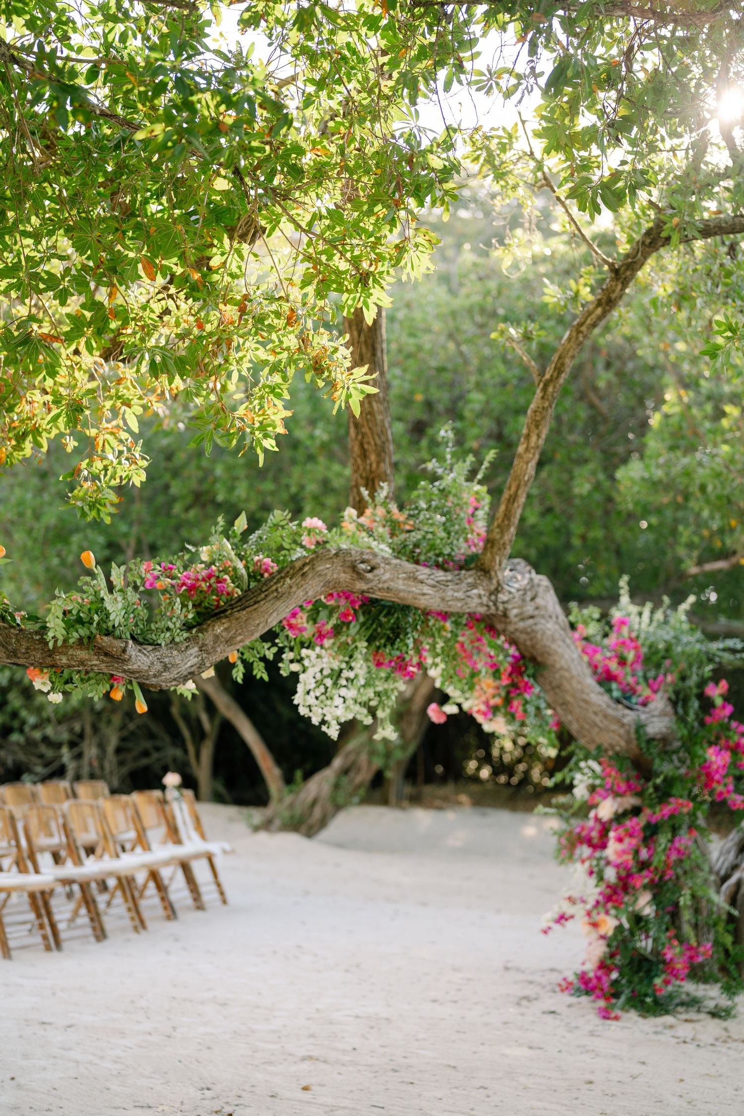 Wooden chairs arranged for an outdoor ceremony under trees with pink bougainvillea flowers.