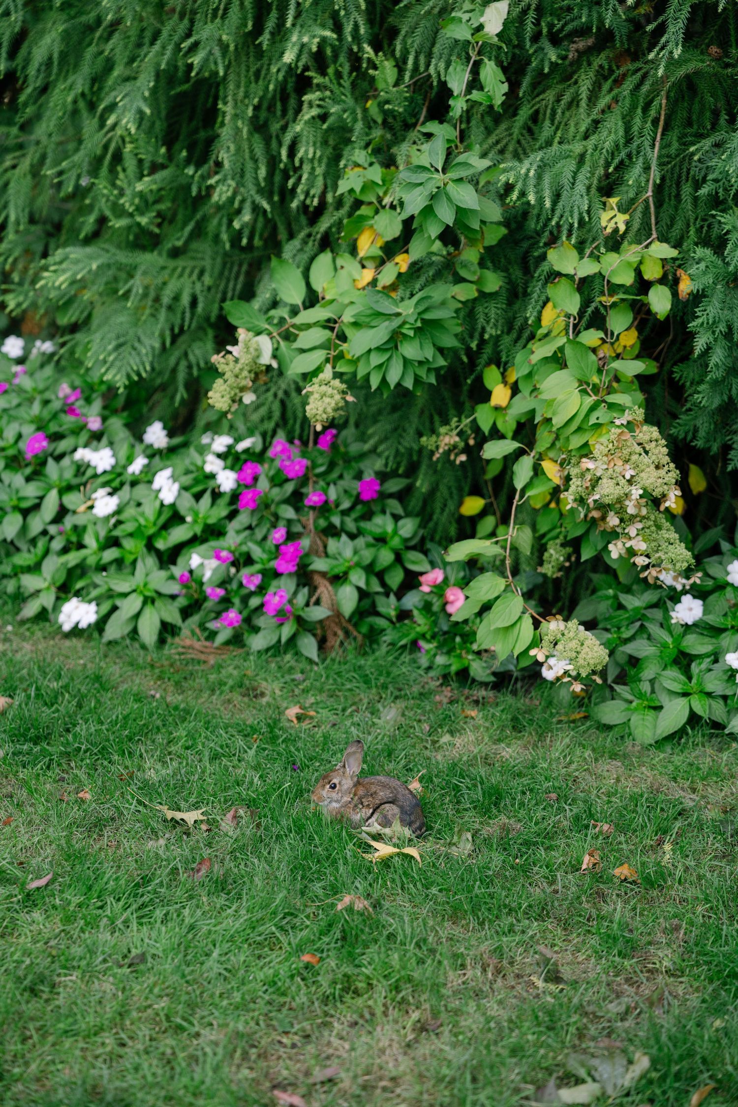 Colorful garden border with pink and purple flowers along green grass.