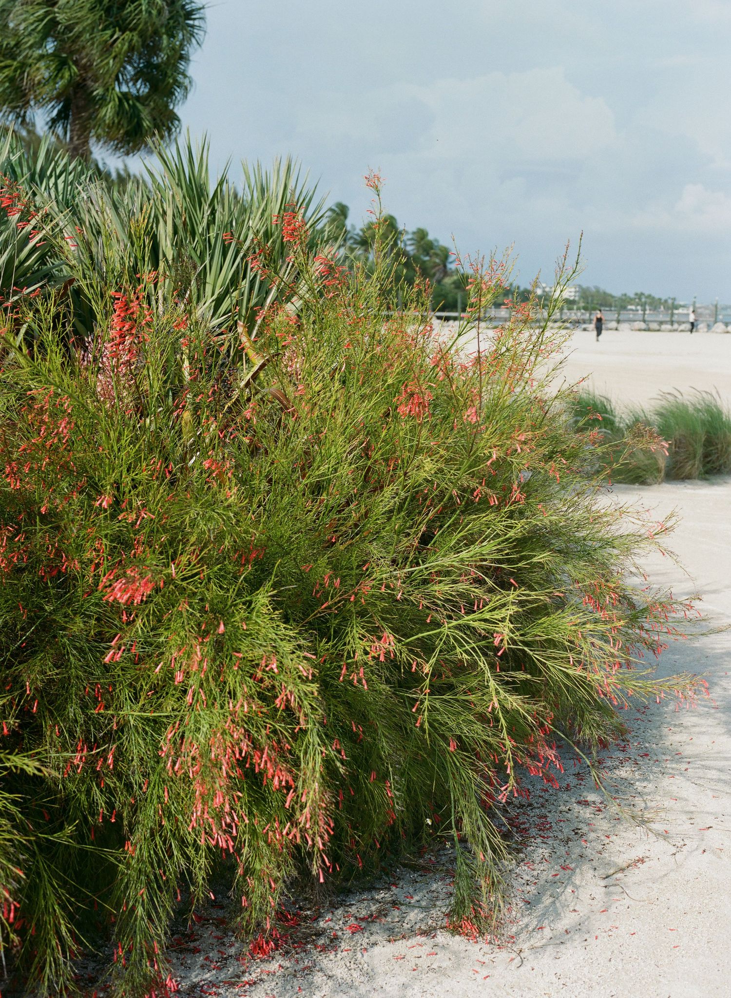 Native red flowering shrub grows along a sandy white beach with palm trees in the background.