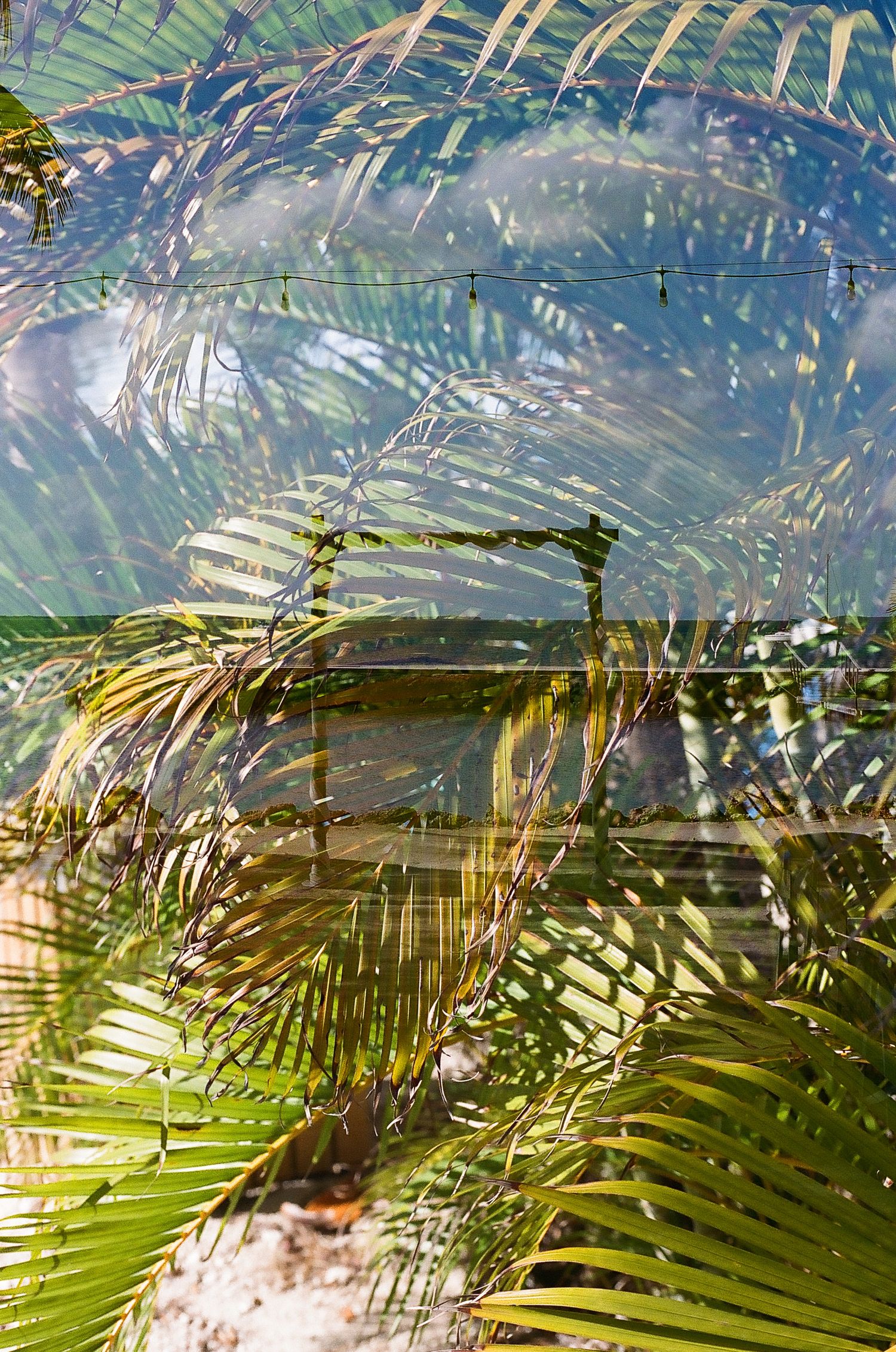 A close-up view of a tropical plant with lush, green leaves and sunlight reflecting off the water droplets.