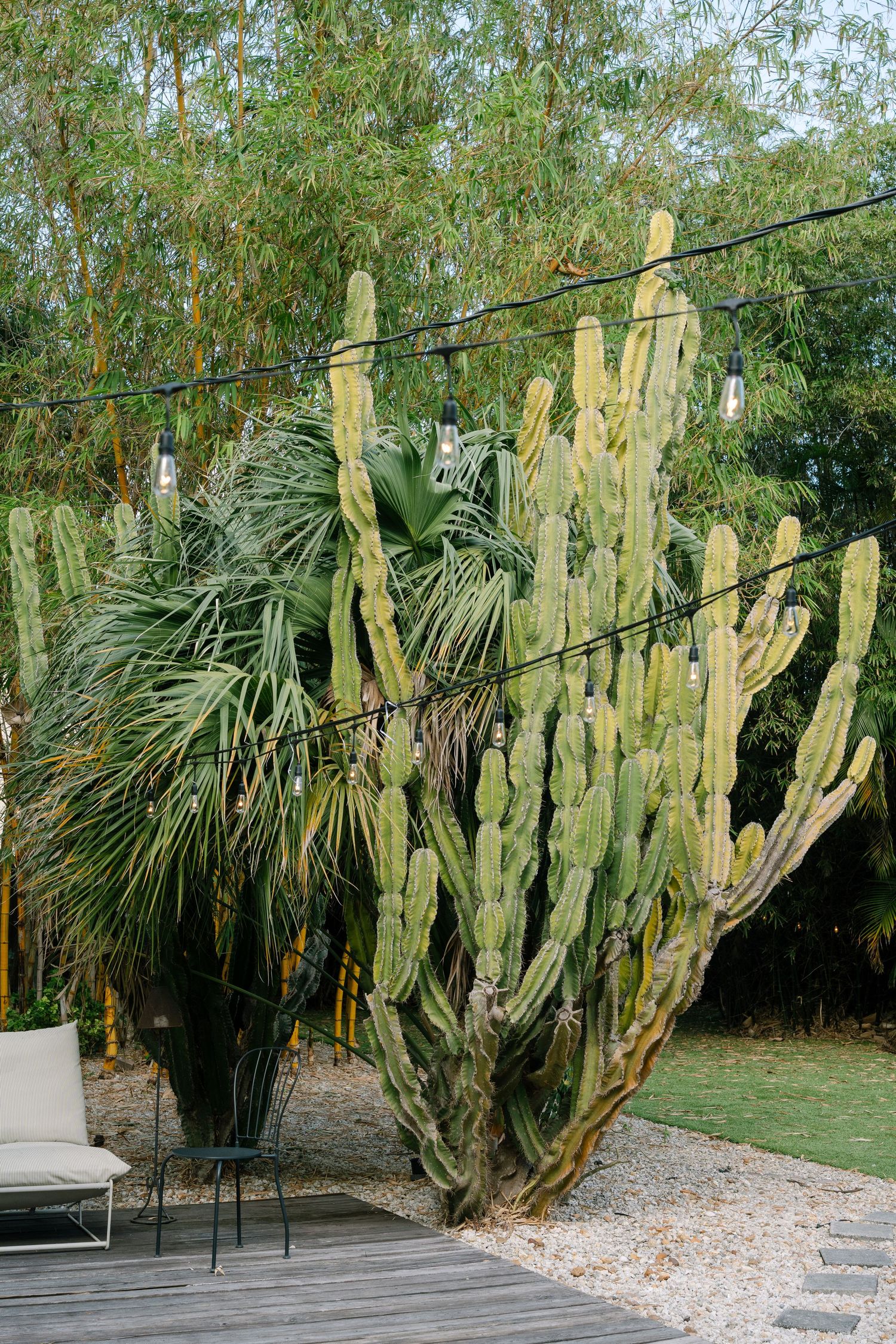 Large columnar cacti and palm trees line a gravel pathway in a desert garden setting.