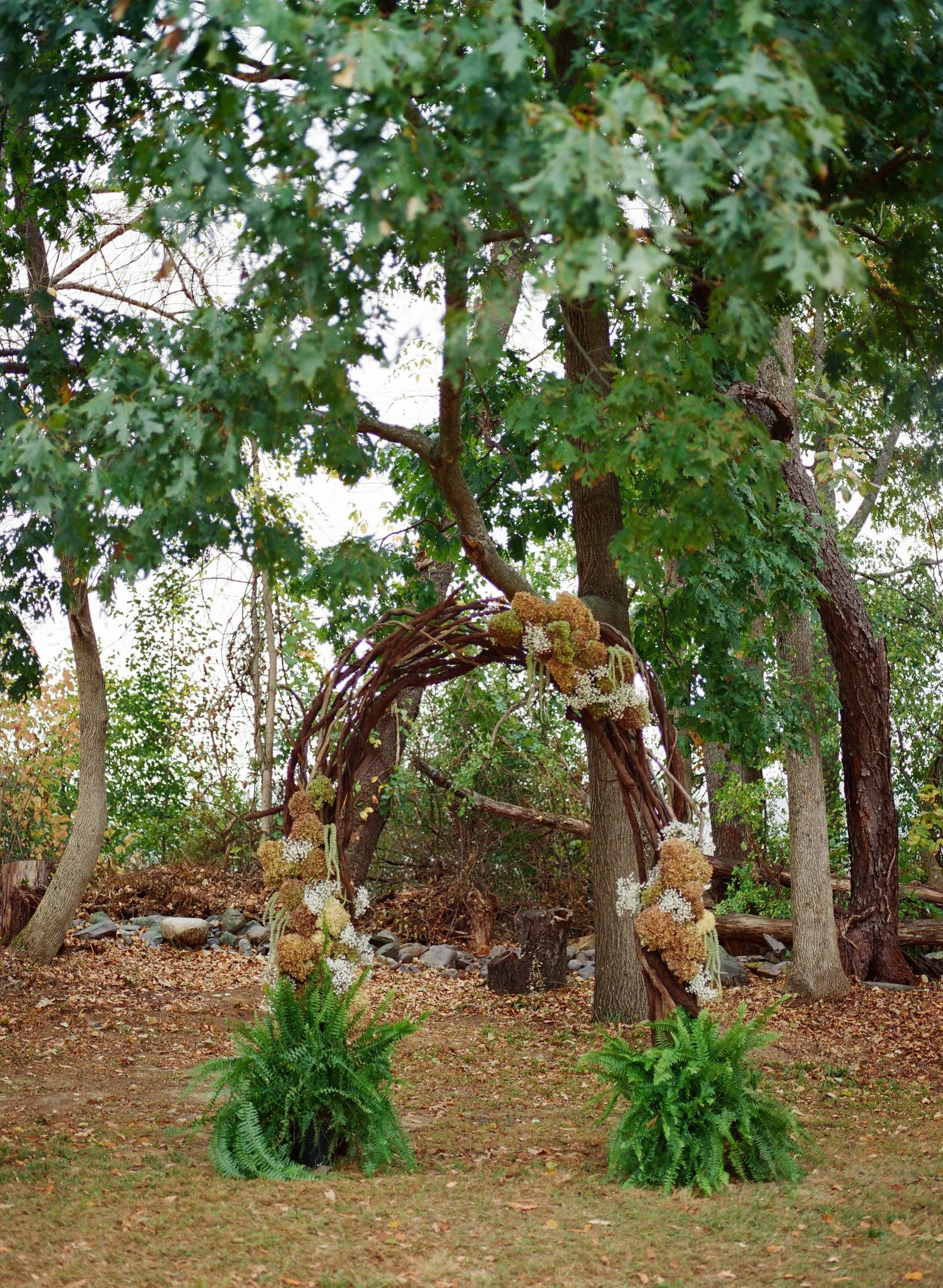 A row of evergreen shrubs growing beneath tall trees in a wooded area during autumn.