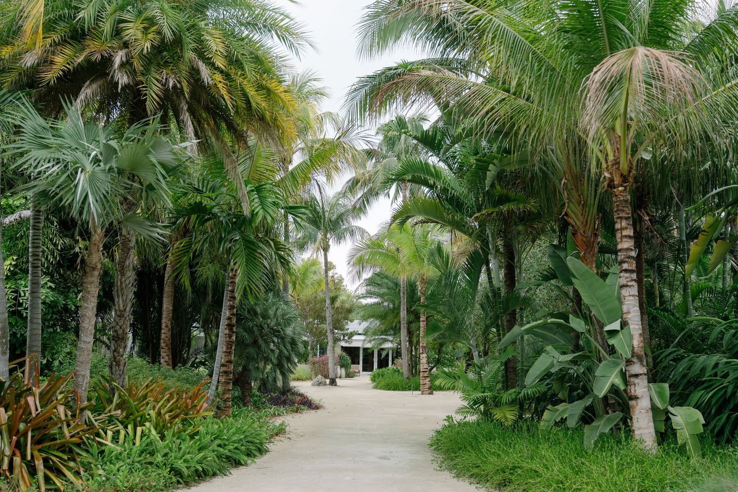 Lush tropical garden pathway lined with tall palm trees and exotic plants leading to a venue entrance.