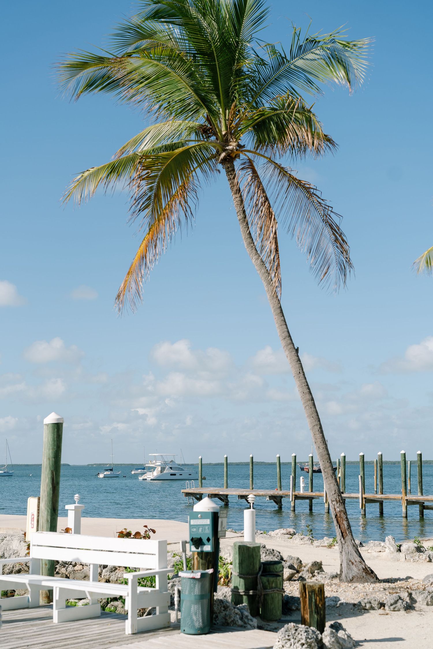 A tall palm tree sways in the breeze against a blue sky with a wooden dock in the foreground.
