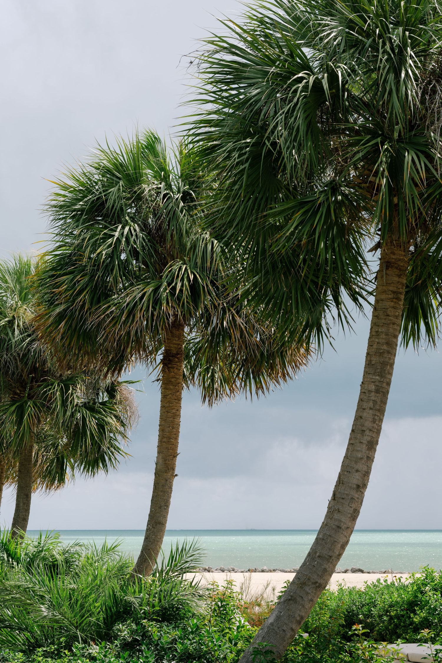 Tall palm trees sway on a sandy beach with turquoise water and cloudy skies in the background.