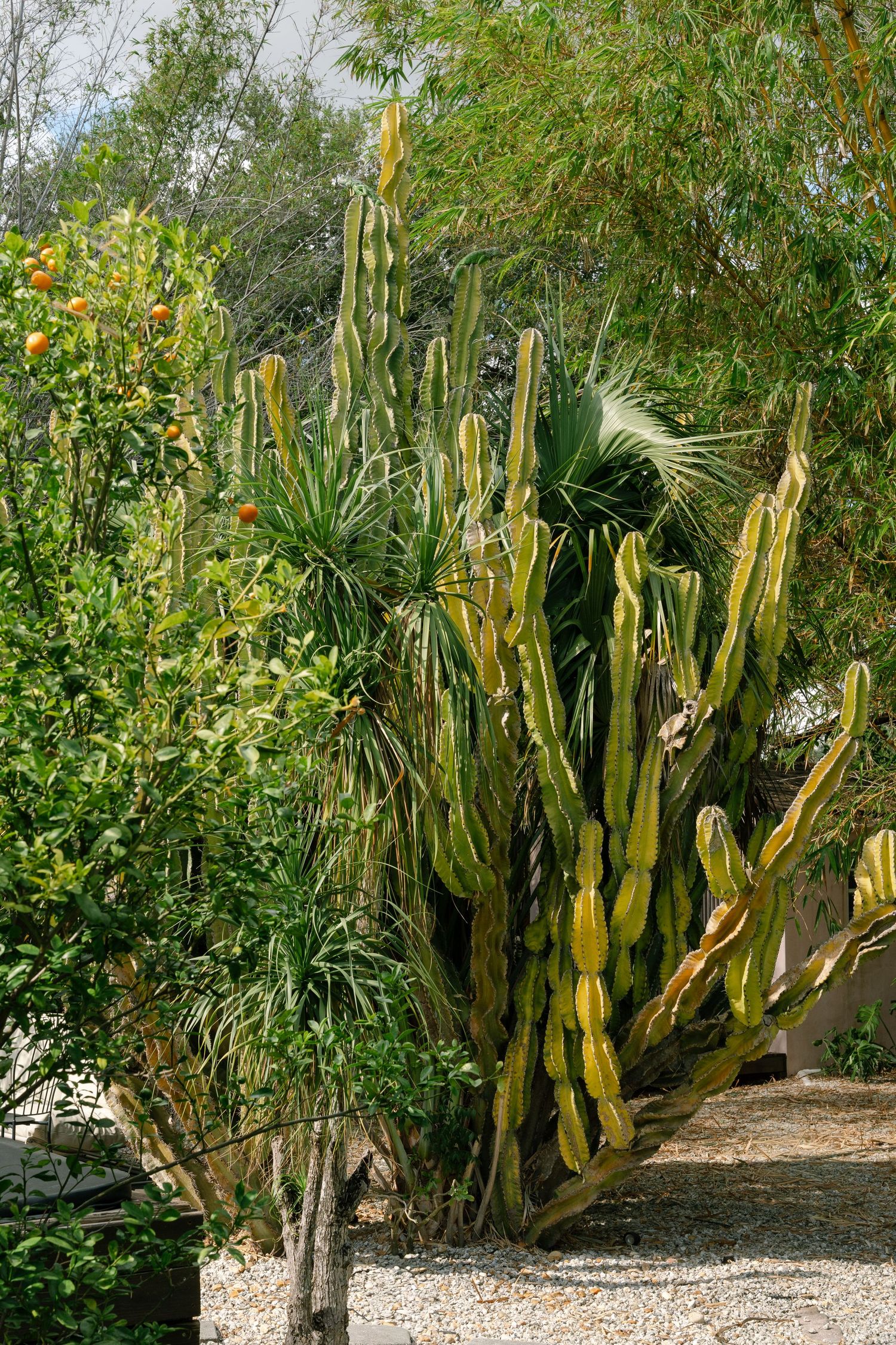 Tall desert cacti and tropical plants growing in a lush garden landscape.