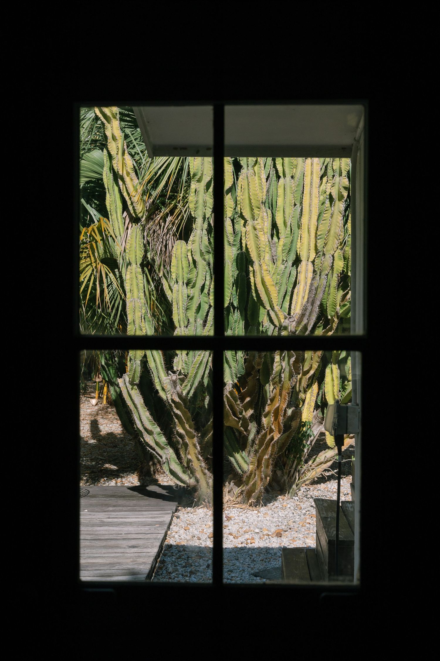 Dark window frames contrast against a desert garden with tall cacti visible outside.