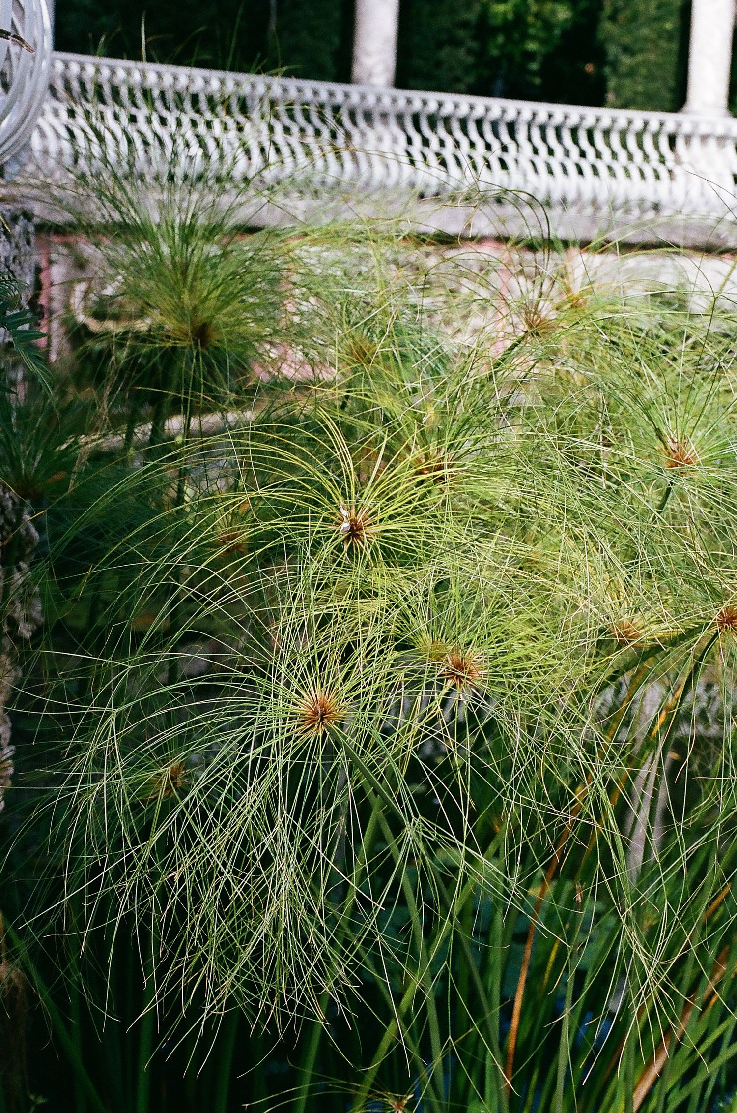 Papyrus plant with delicate feathery green fronds growing against white lattice railing in garden setting.