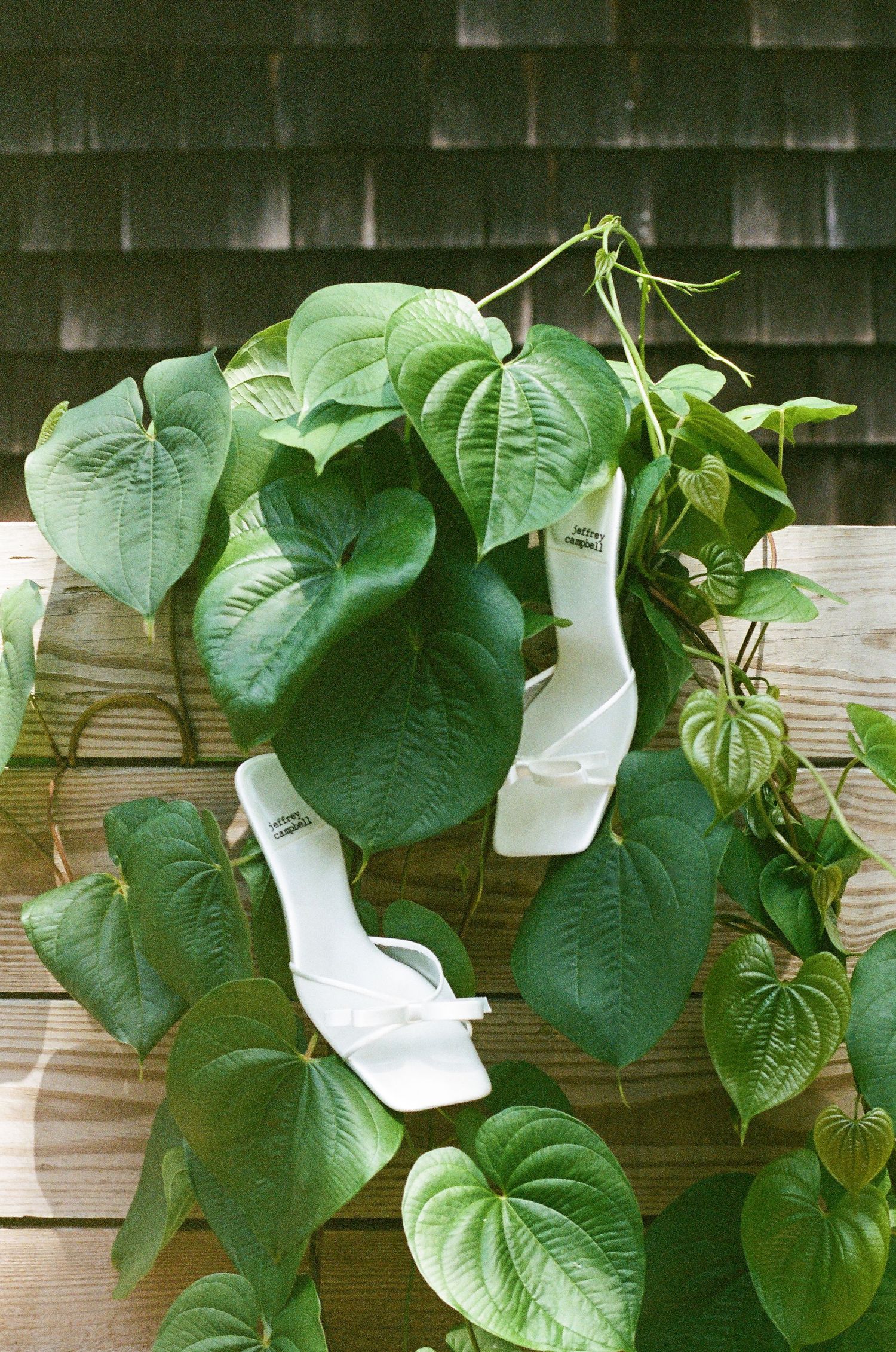 Green heart-shaped leaves cascade down a wooden fence creating a natural botanical display.