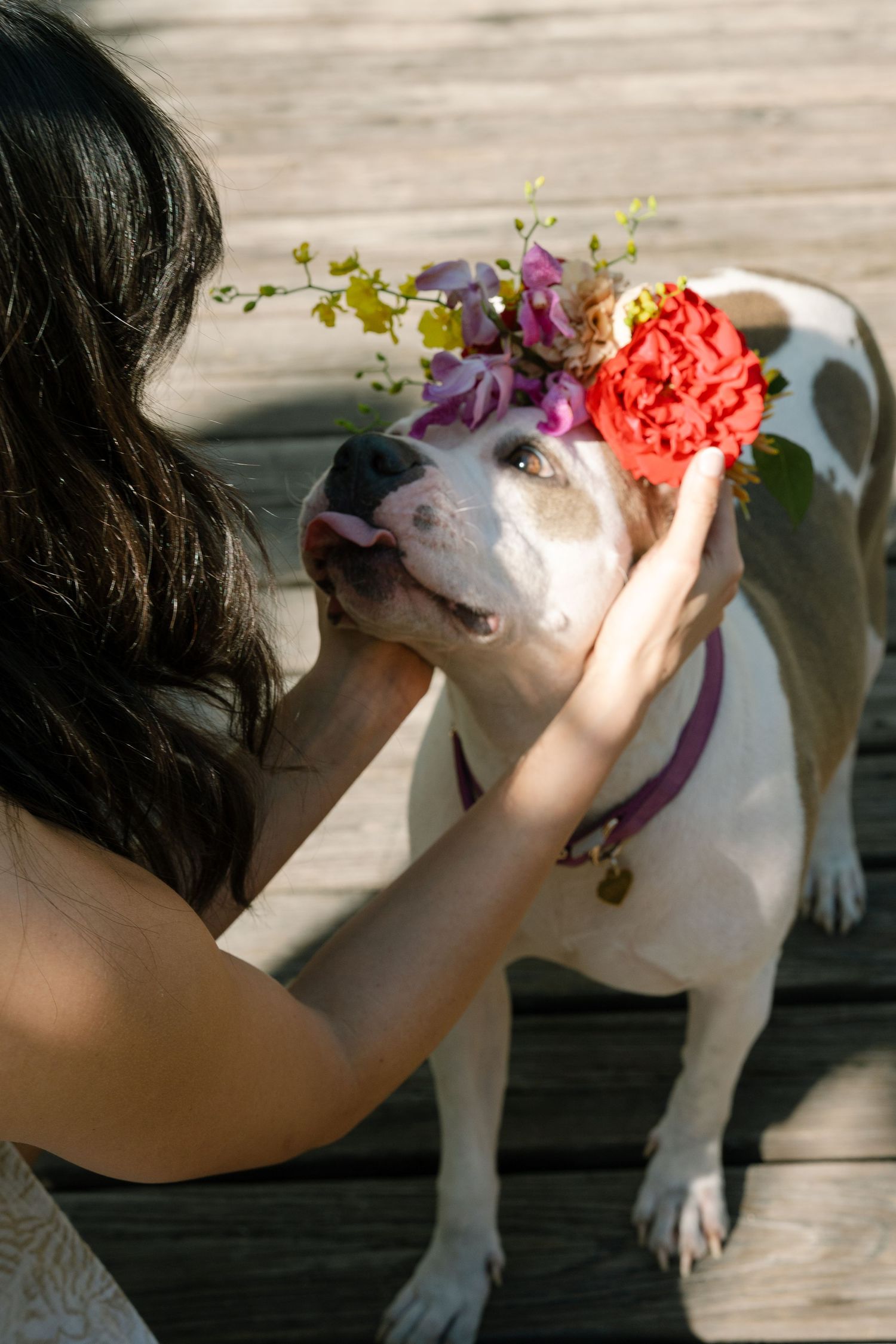 A white dog with a purple collar sniffs pink and yellow flowers held by someone's hand in a series of sequential photos.