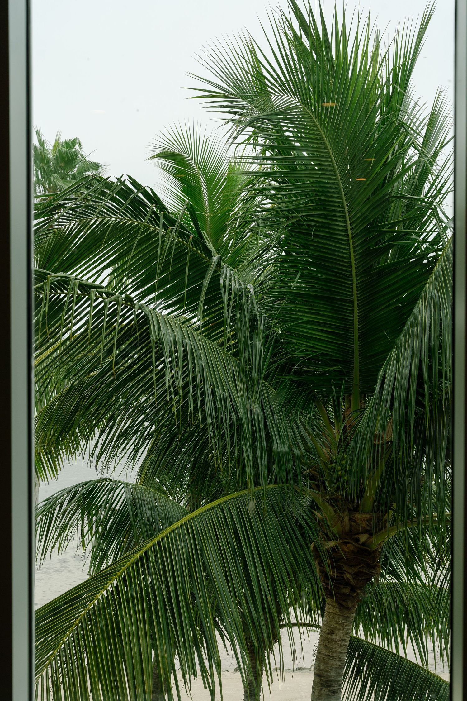 Palm trees frame a white coastal cottage with green trim and a wraparound porch.