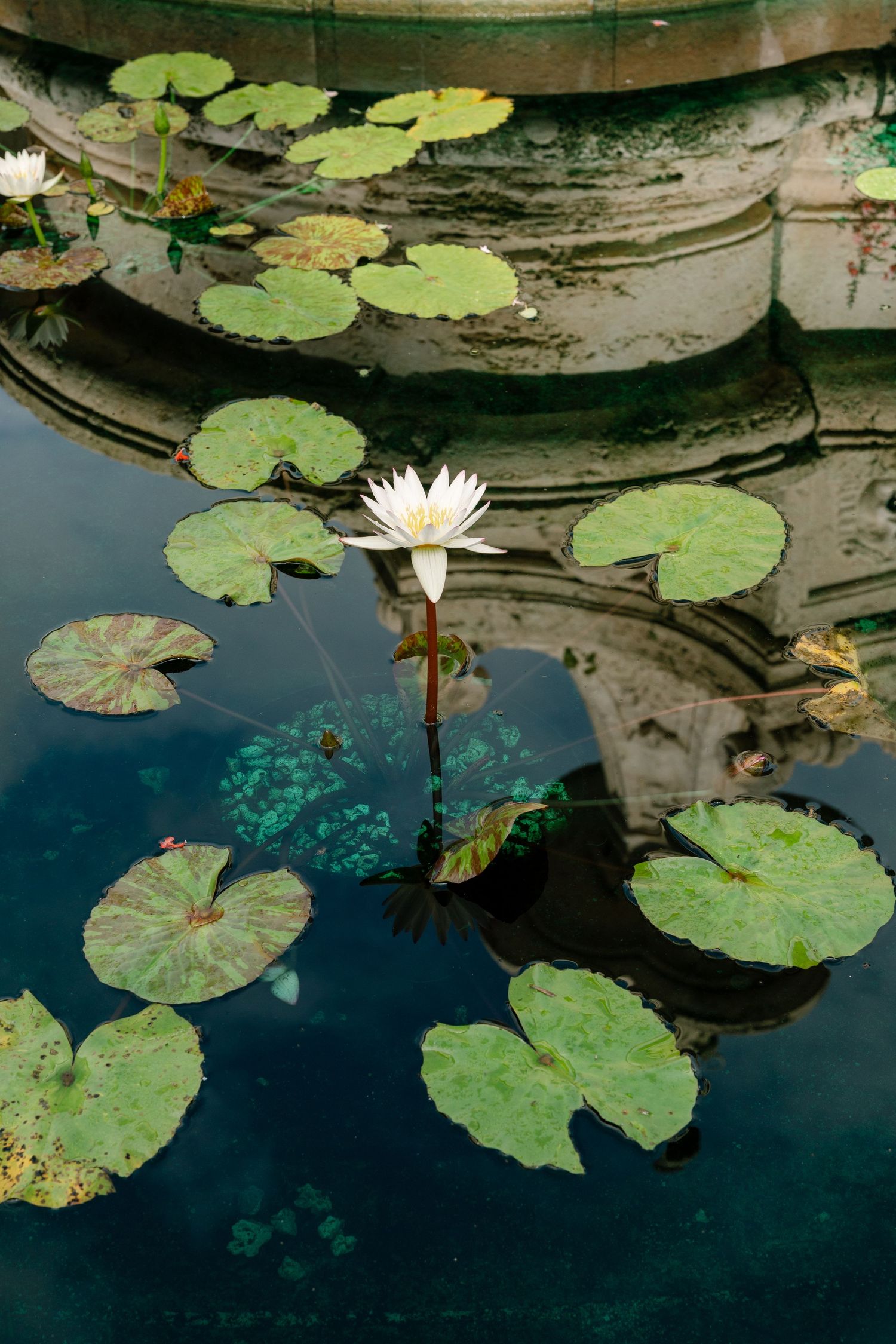 White water lily blooms float among green lily pads on dark reflective pond water.