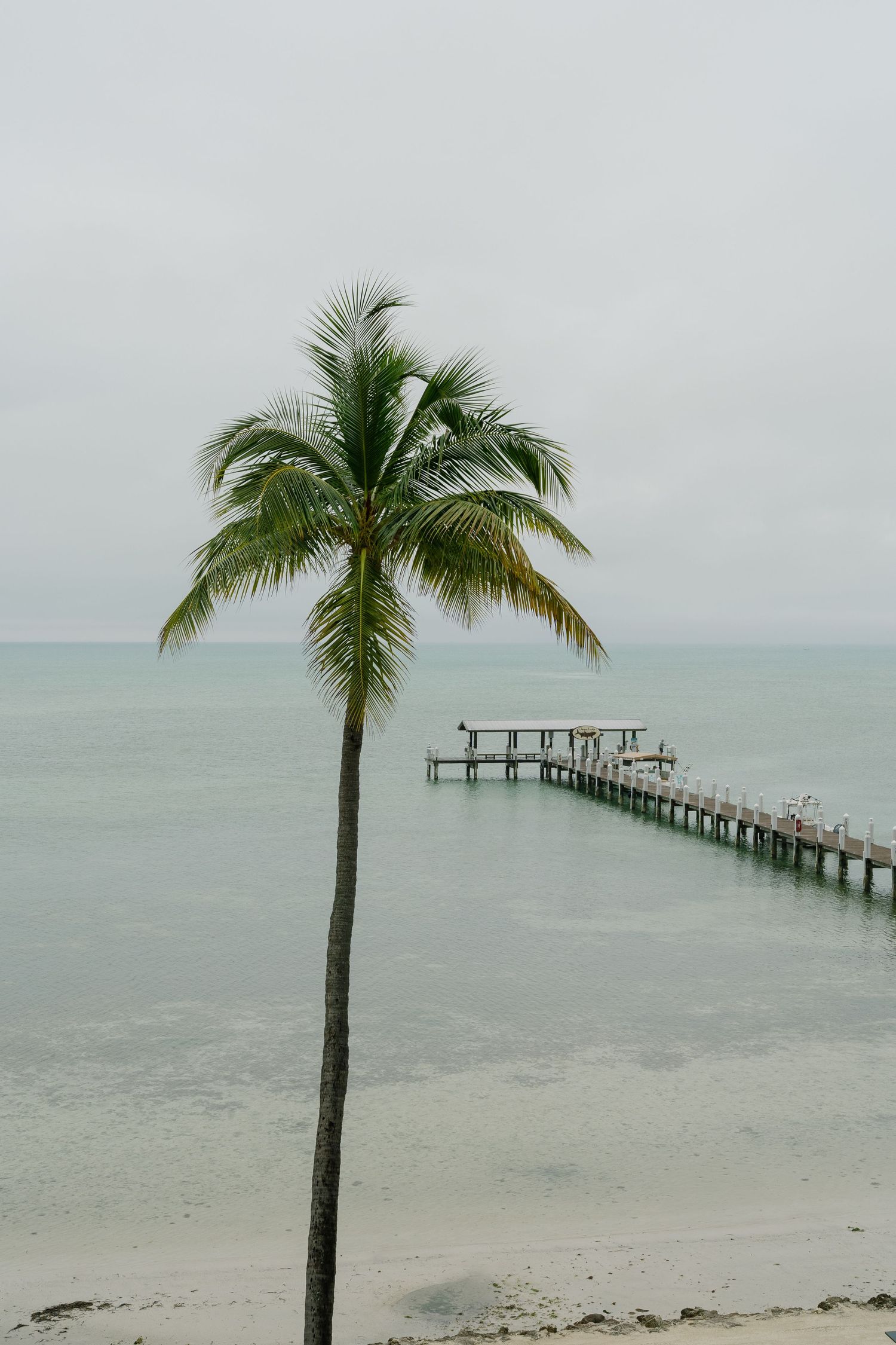 Palm tree and wooden pier extending into a misty ocean on an overcast day.