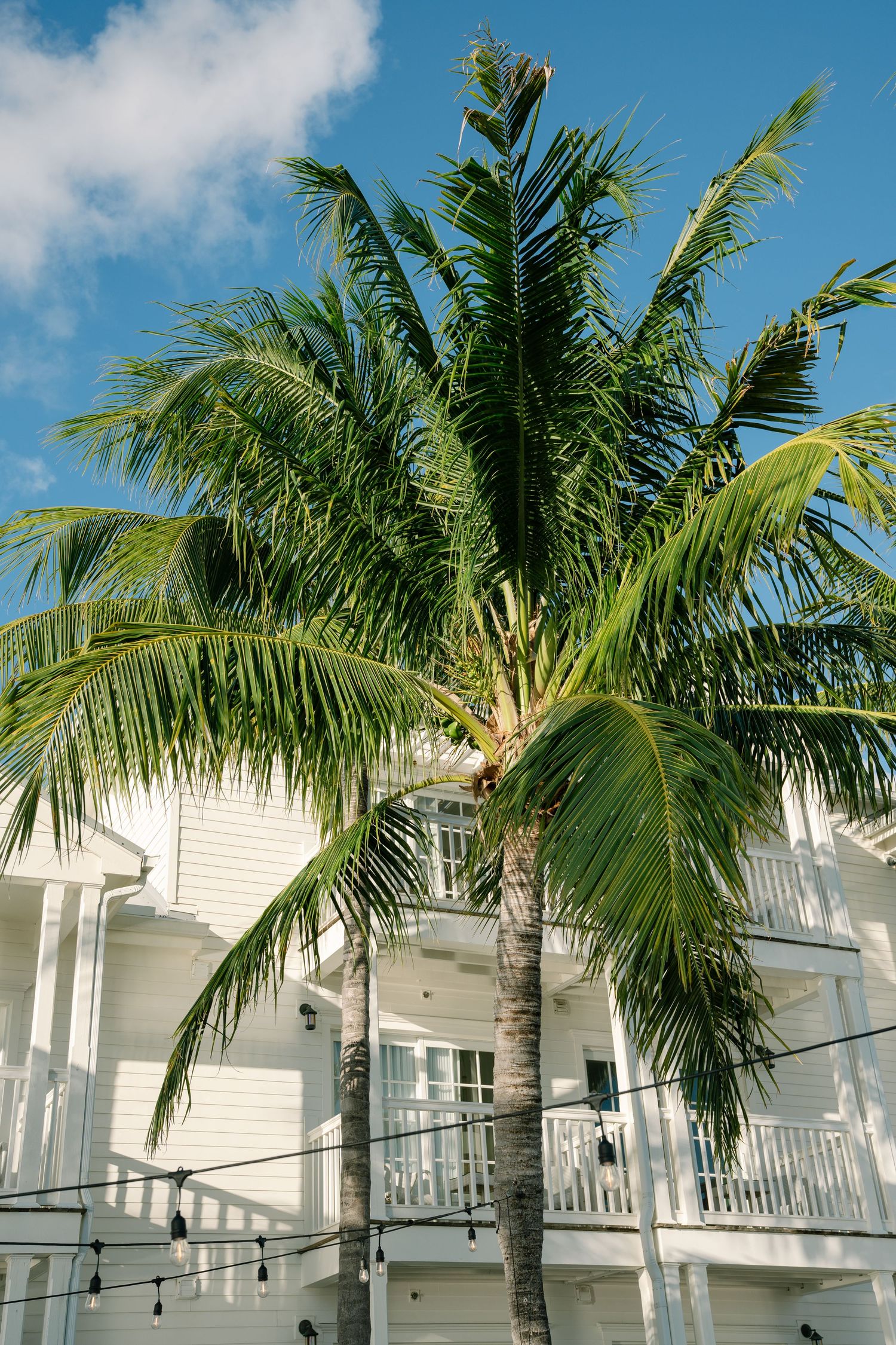 Tall palm tree framing a white coastal style building with balconies against blue sky.