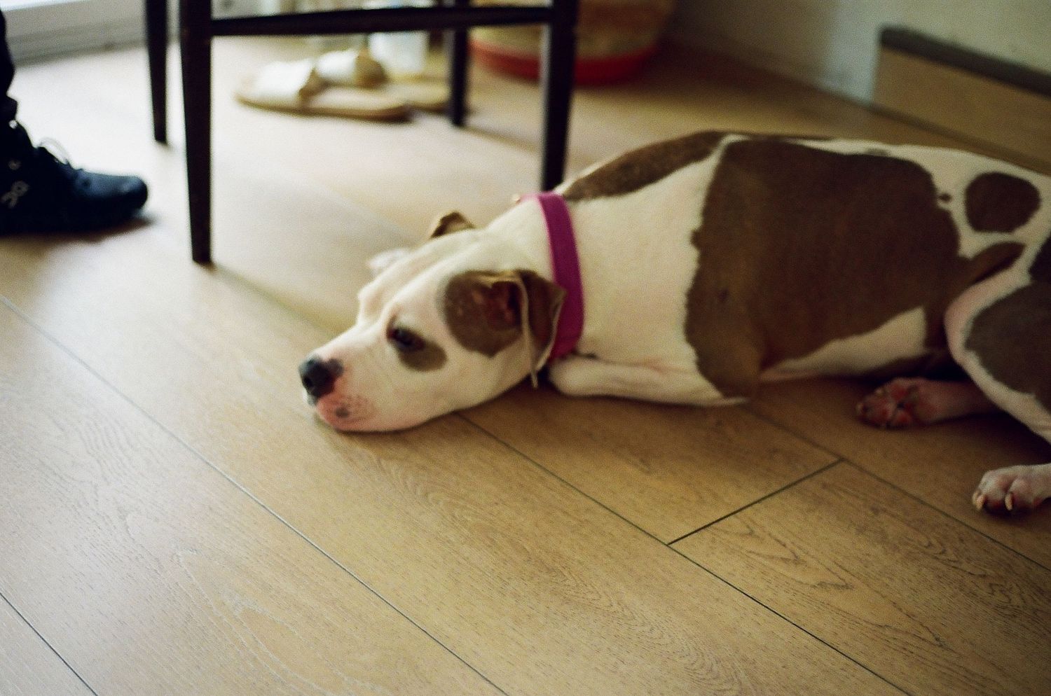 A white and brown dog wearing a purple collar lies relaxed on a hardwood floor.