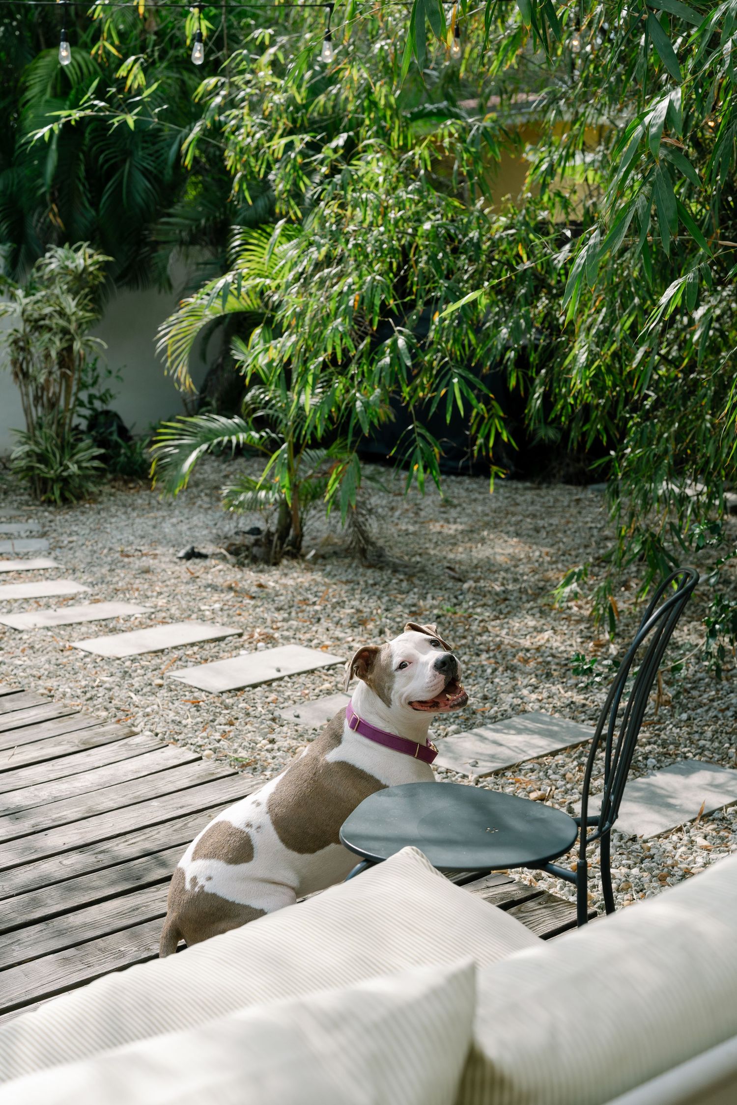 A dog lounges comfortably on white cushions on a wooden deck surrounded by lush tropical plants.