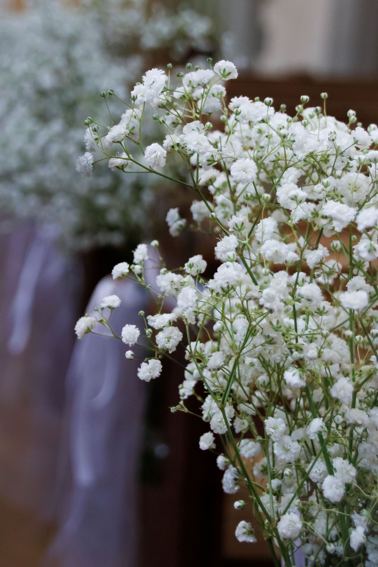 Delicate white baby's breath flowers in soft focus against a blurred background.