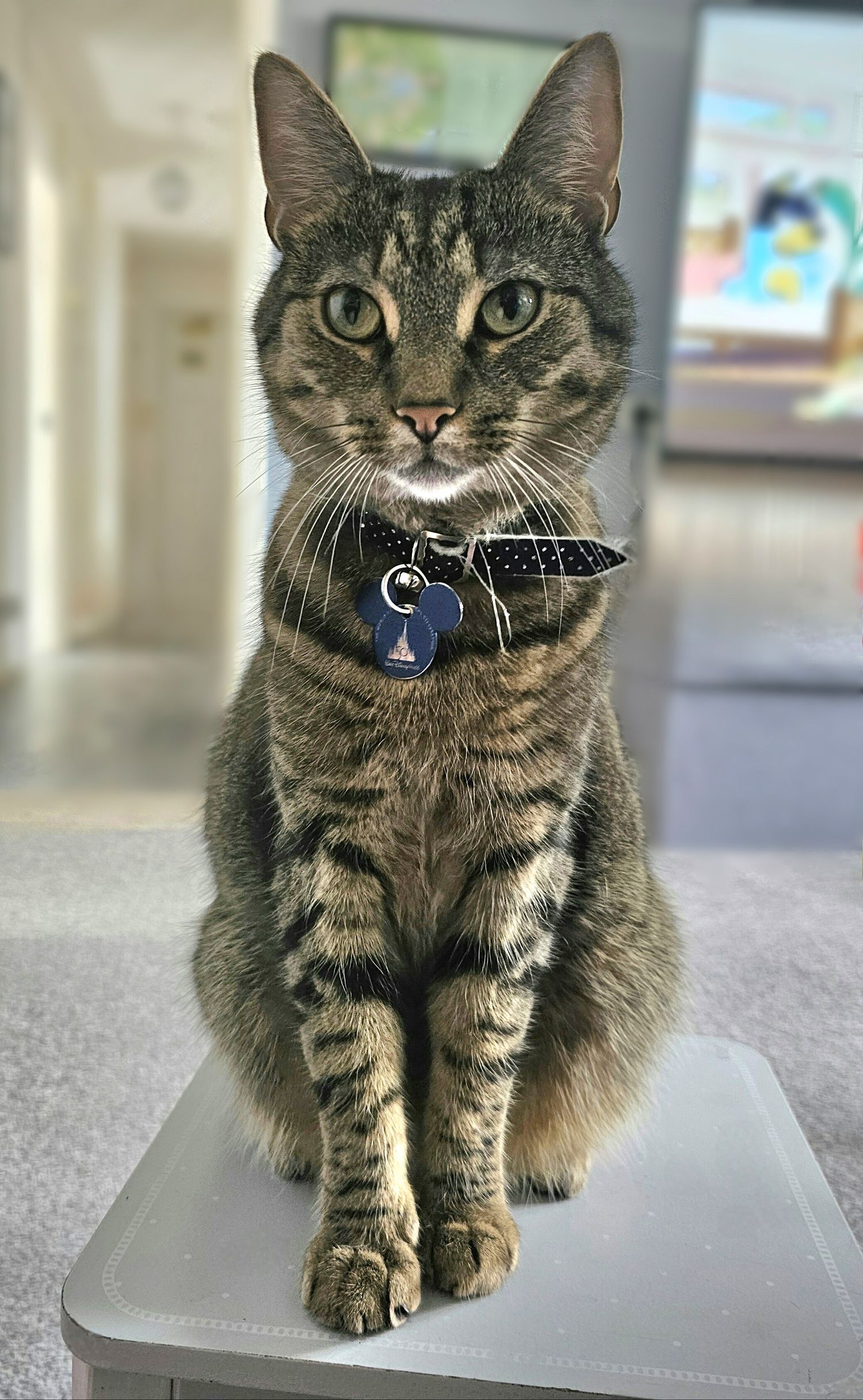 Tabby cat with blue collar sitting upright and looking directly at camera.