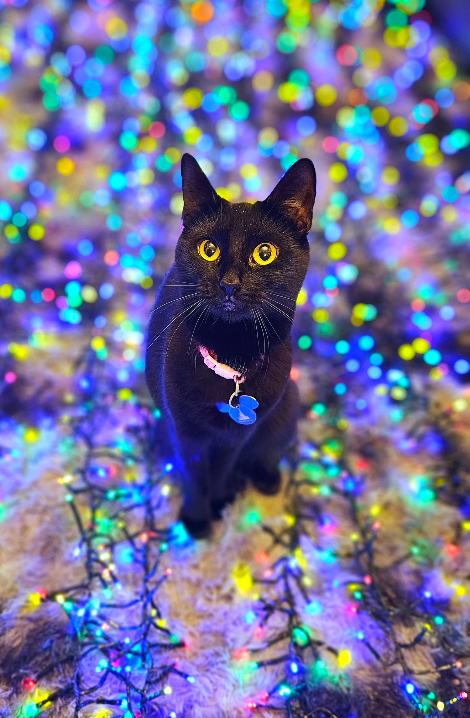 Black cat with bright yellow eyes surrounded by colorful bokeh lights.