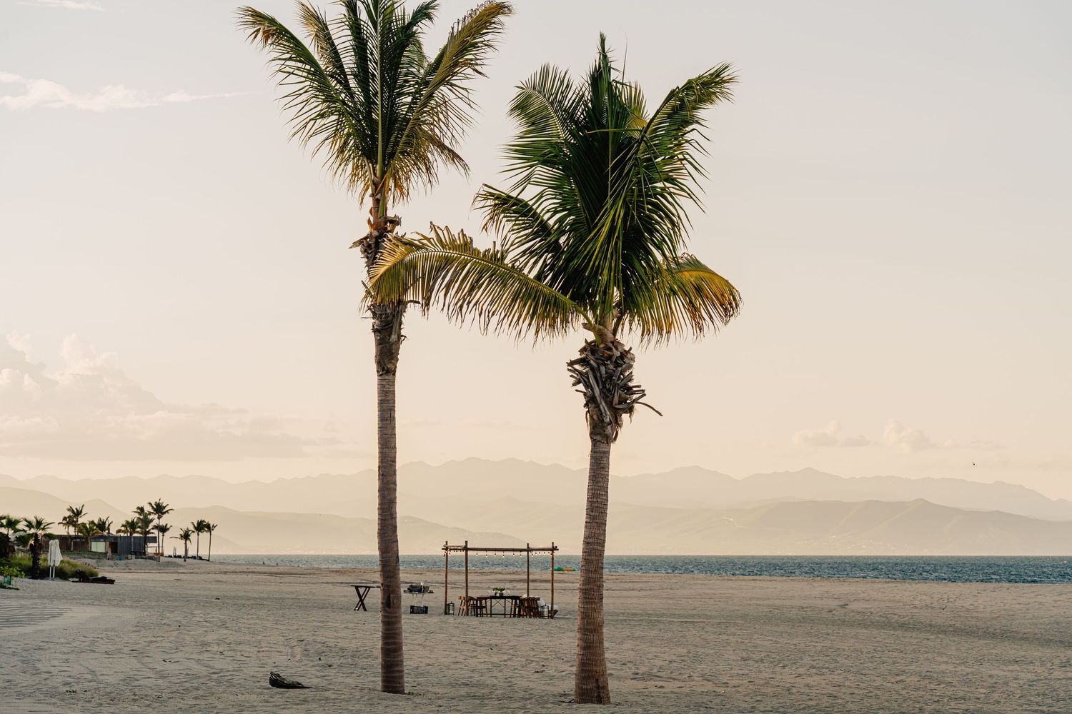 Row of palm trees silhouetted against a serene ocean horizon during golden hour.