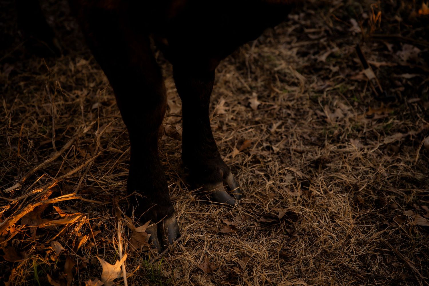 Cows feet