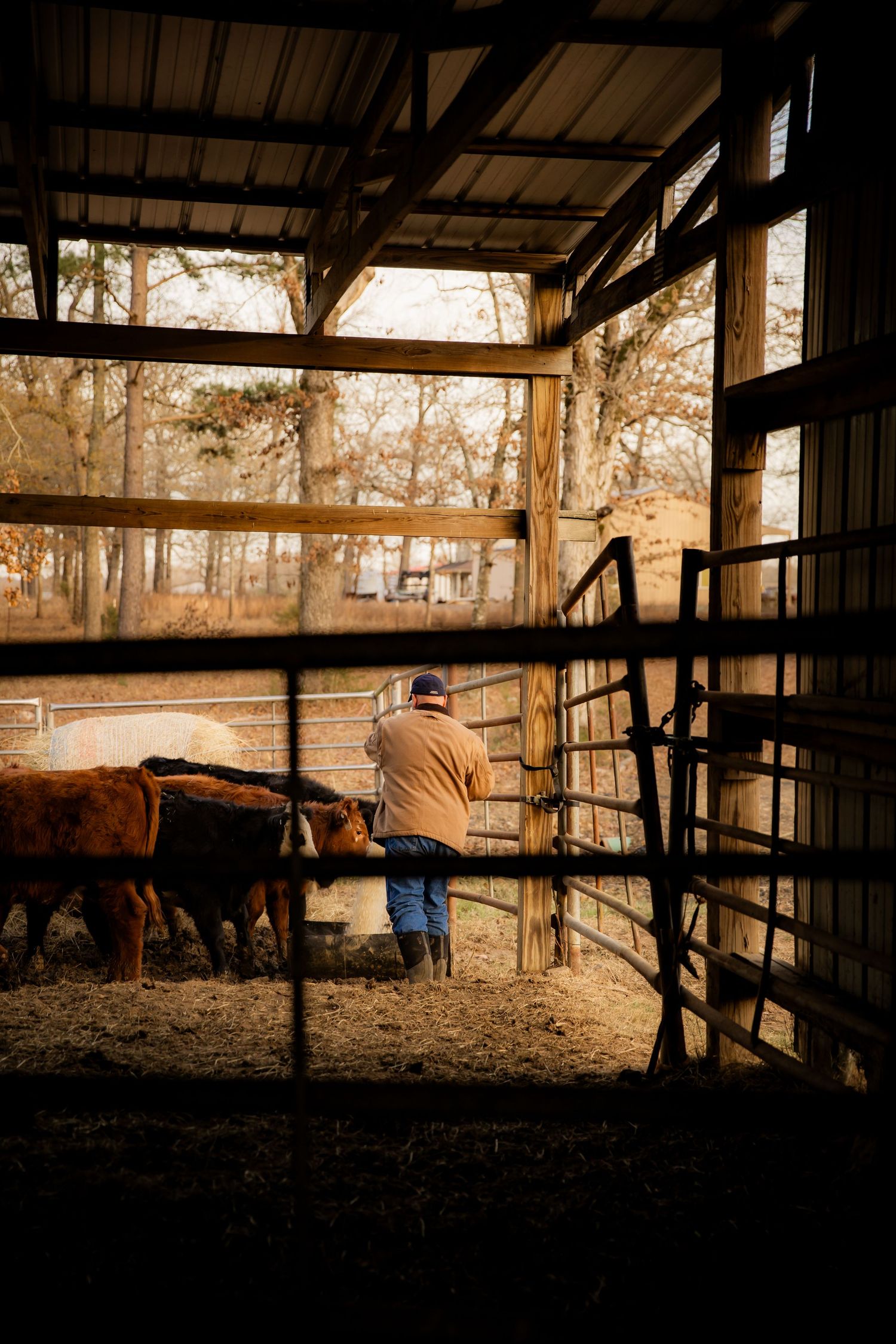 Man feed cows through fence