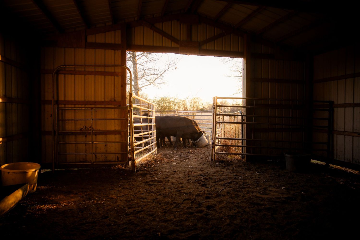 Cows eating with sunset from inside barn