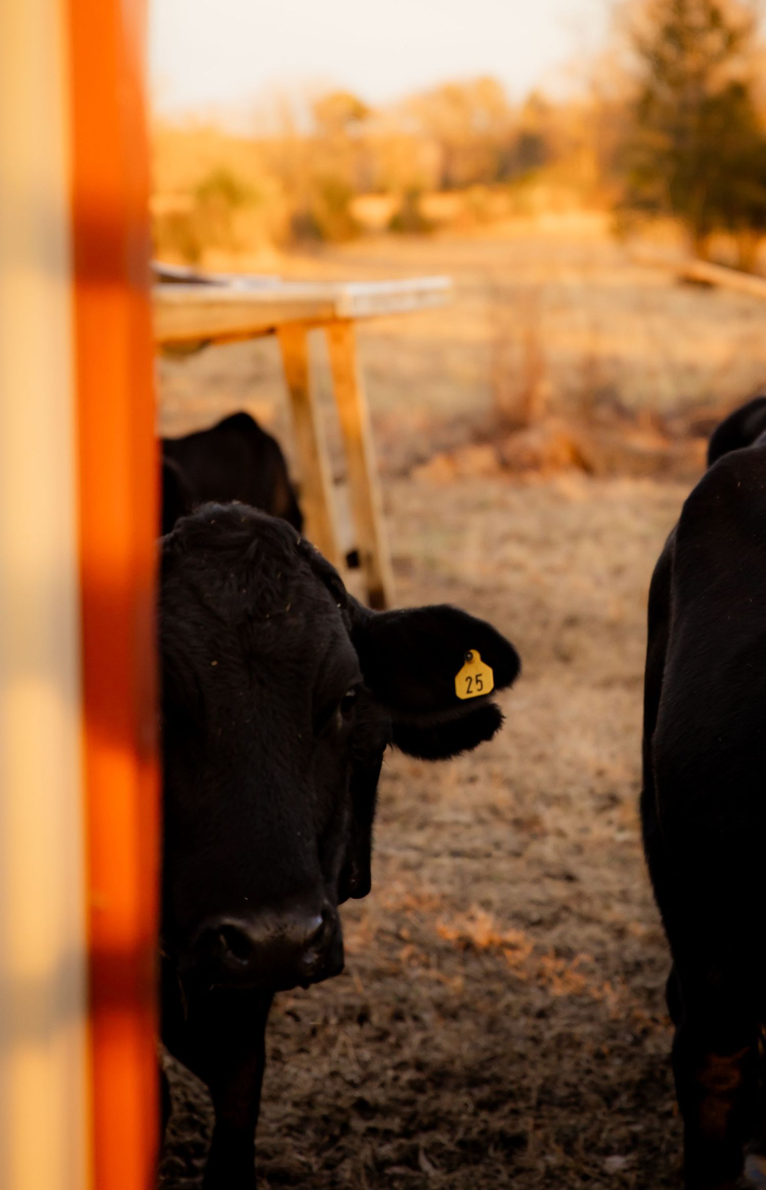 Cow peaking from behind building