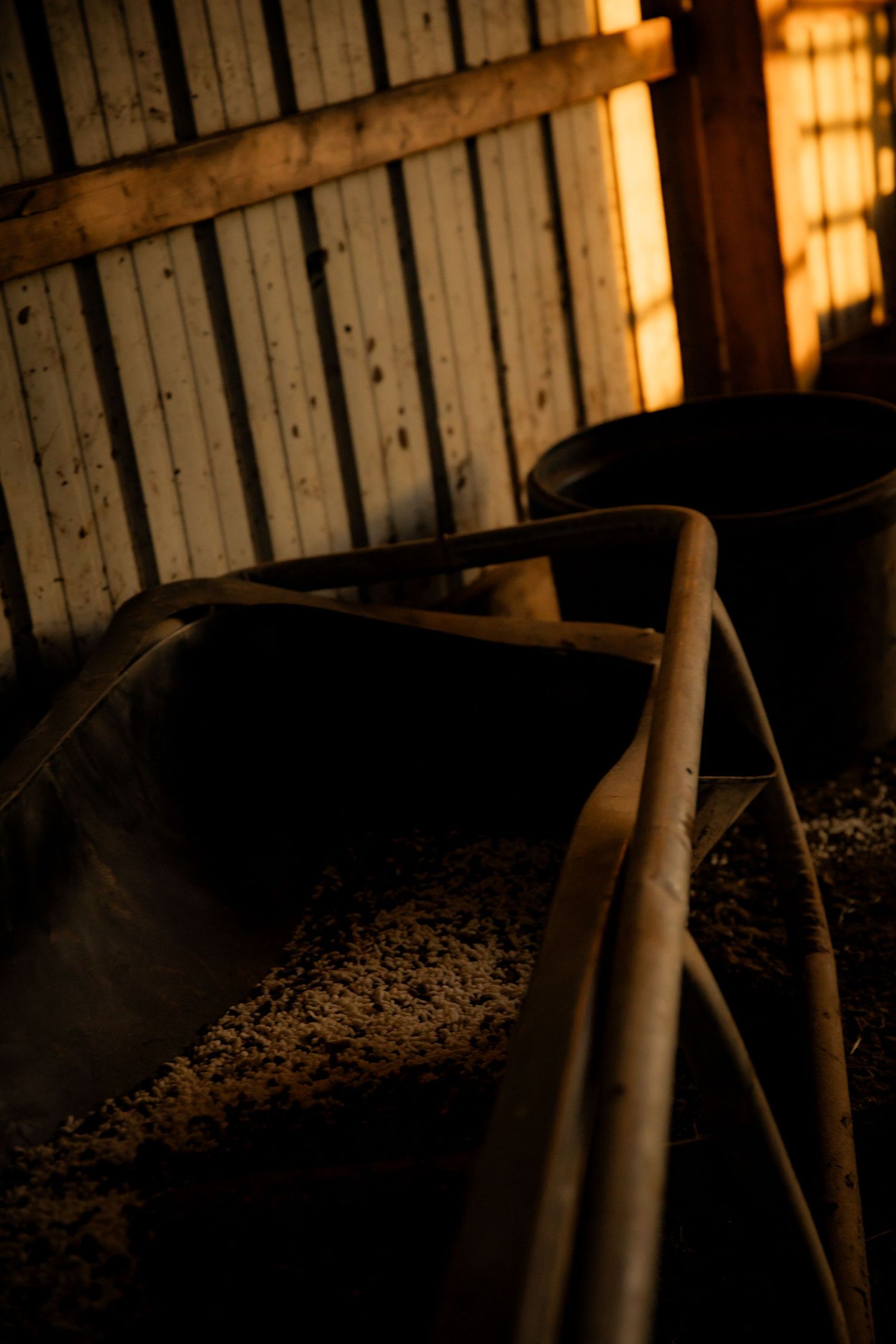 Feed buckets with golden sun light