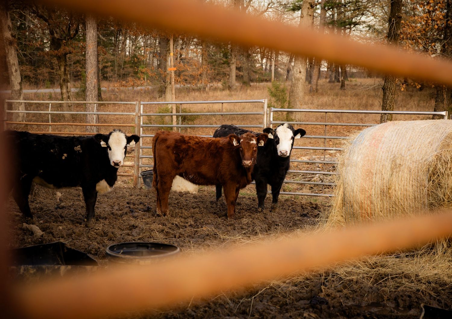 Cows through fence looking at camera