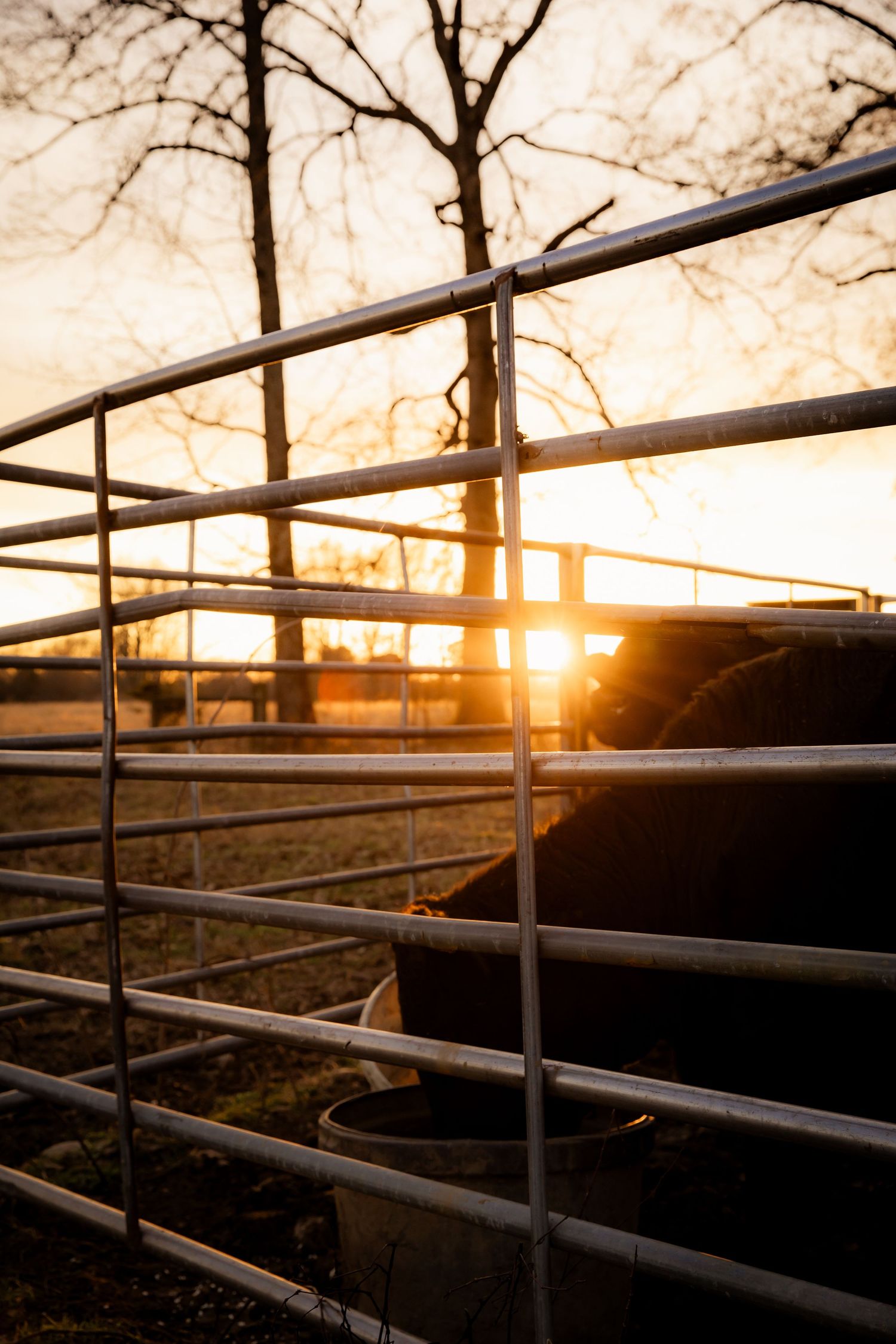 Cows eating at sunset