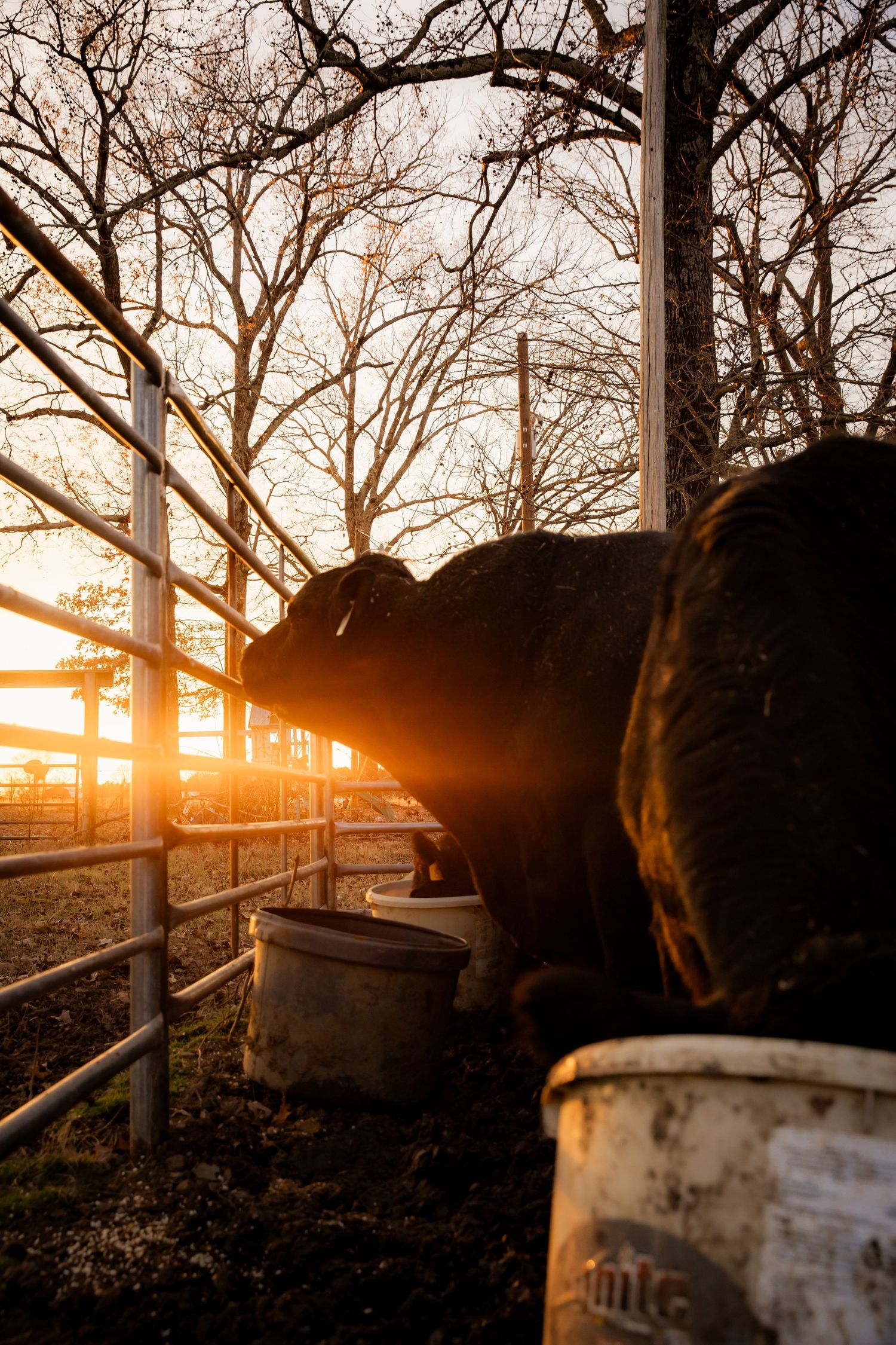 Cows eating with sunset