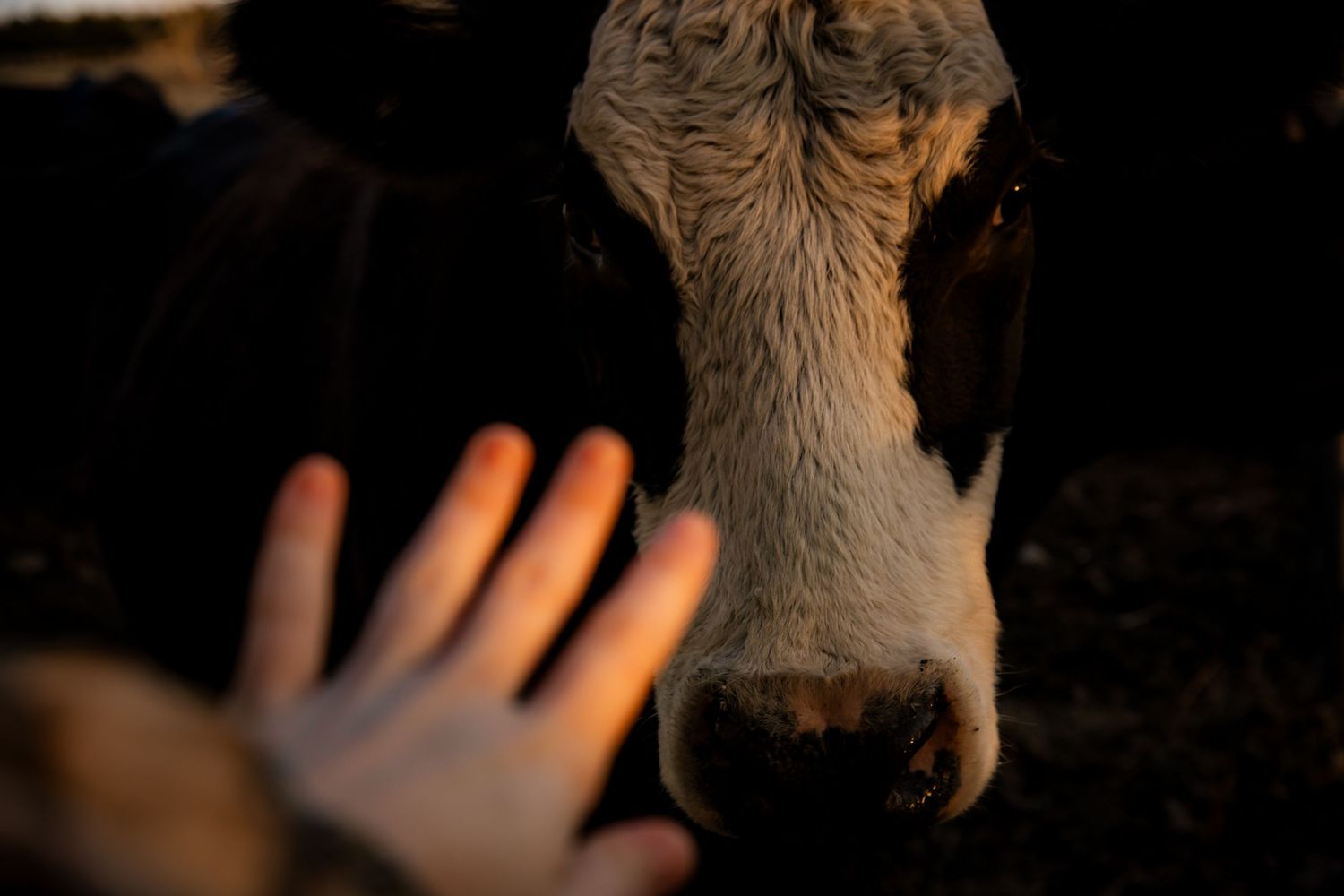 Hand reaching out to pet cow