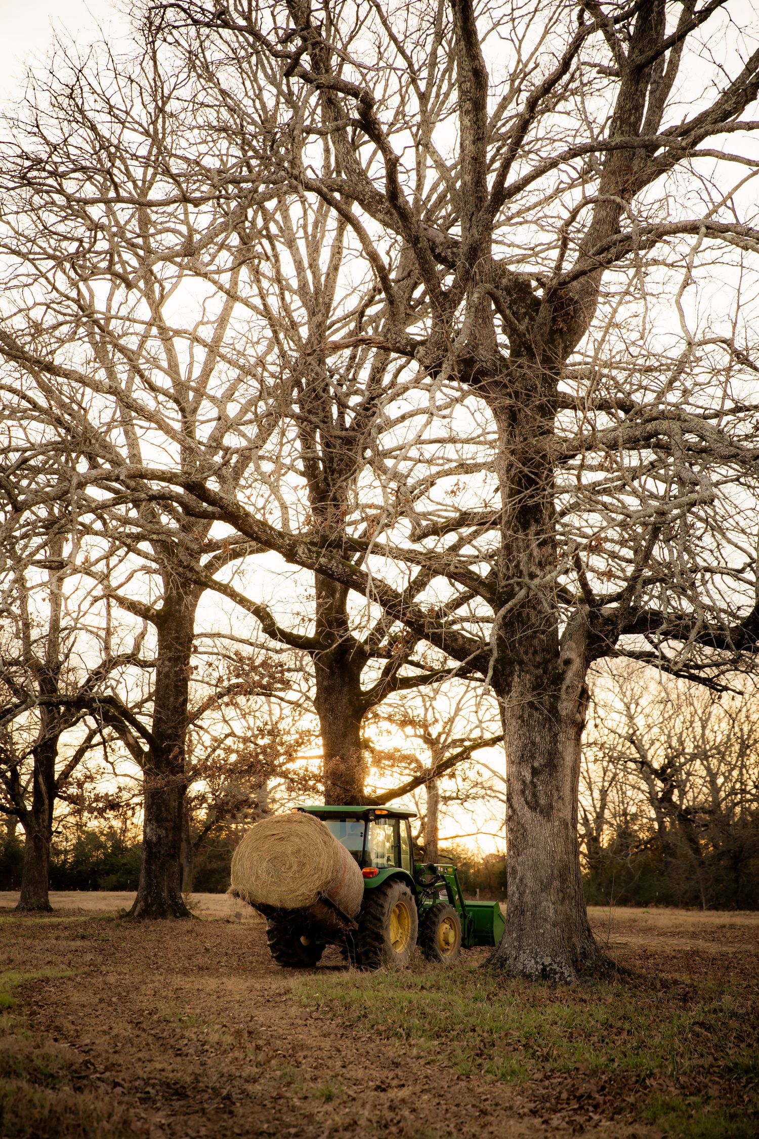 Tractor with Hay between trees with sunset in the background