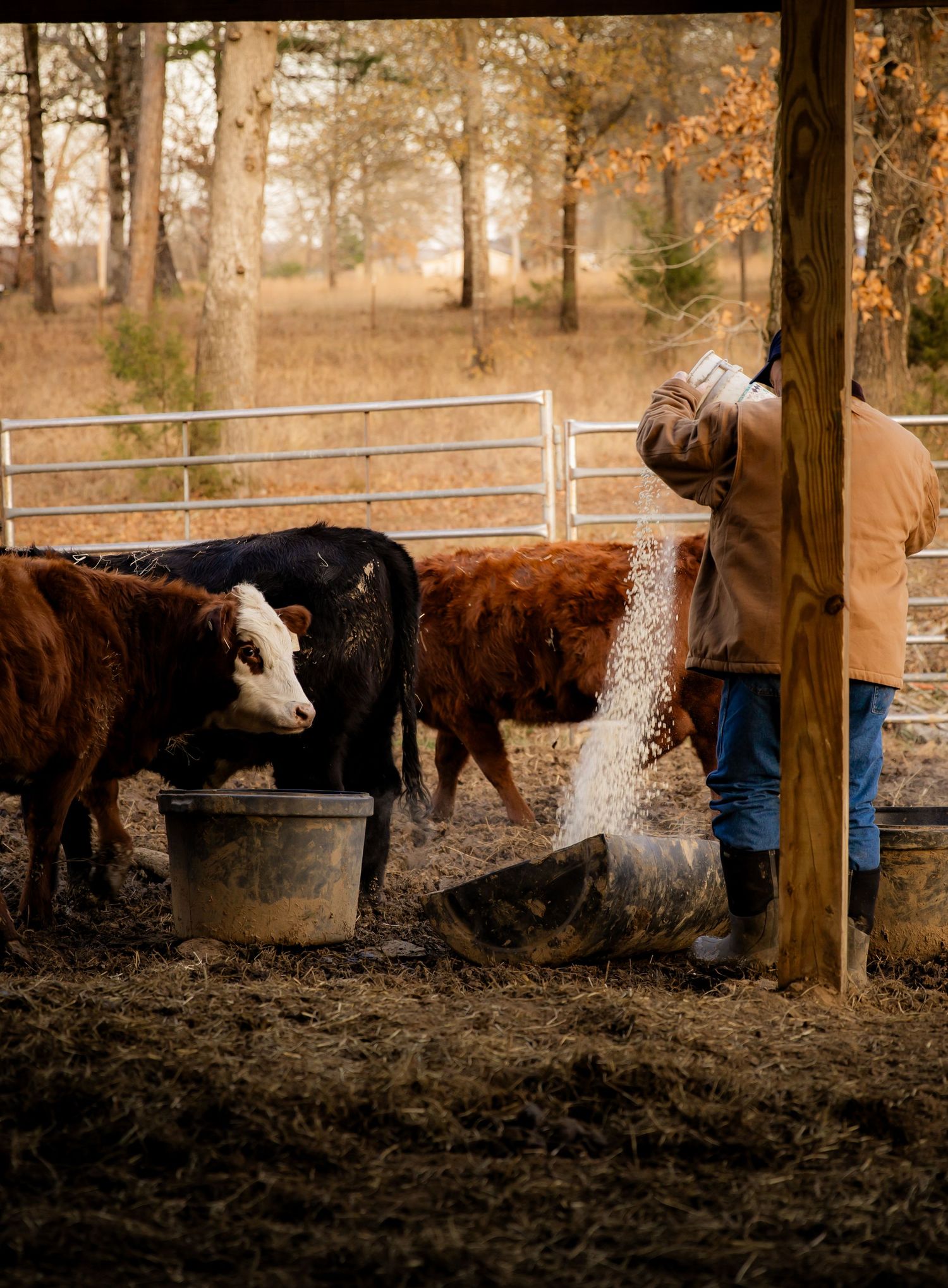 Man pouring feed into buckets