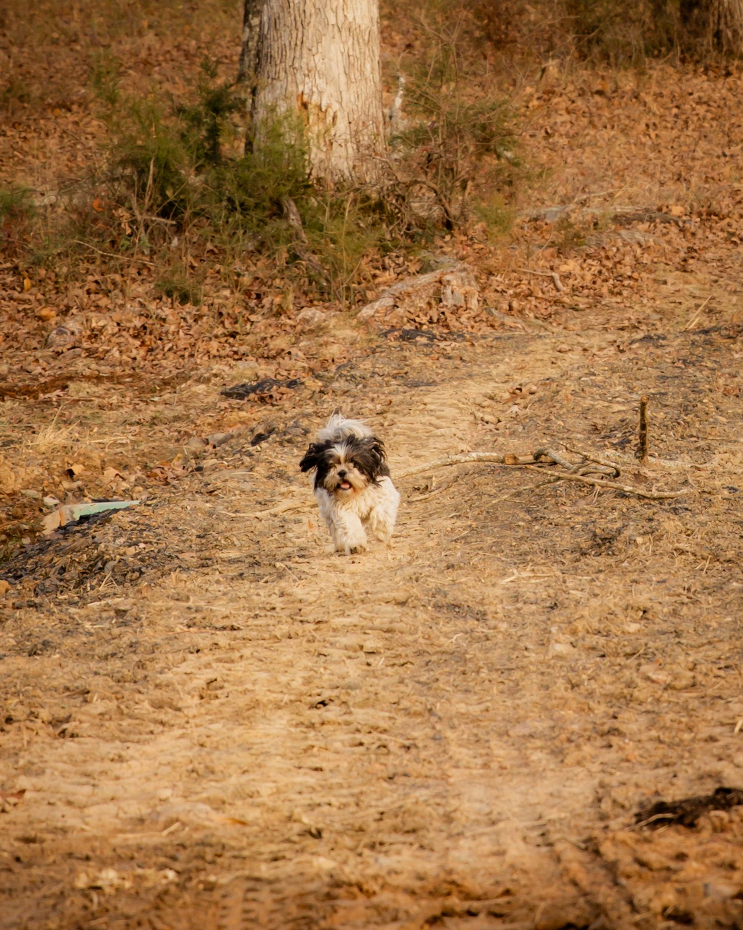 Small dog running