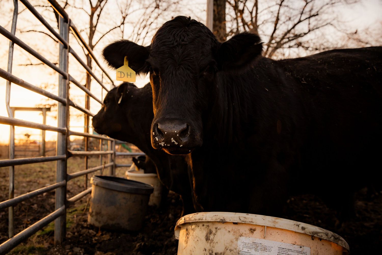 Cow looking at camera with food on face