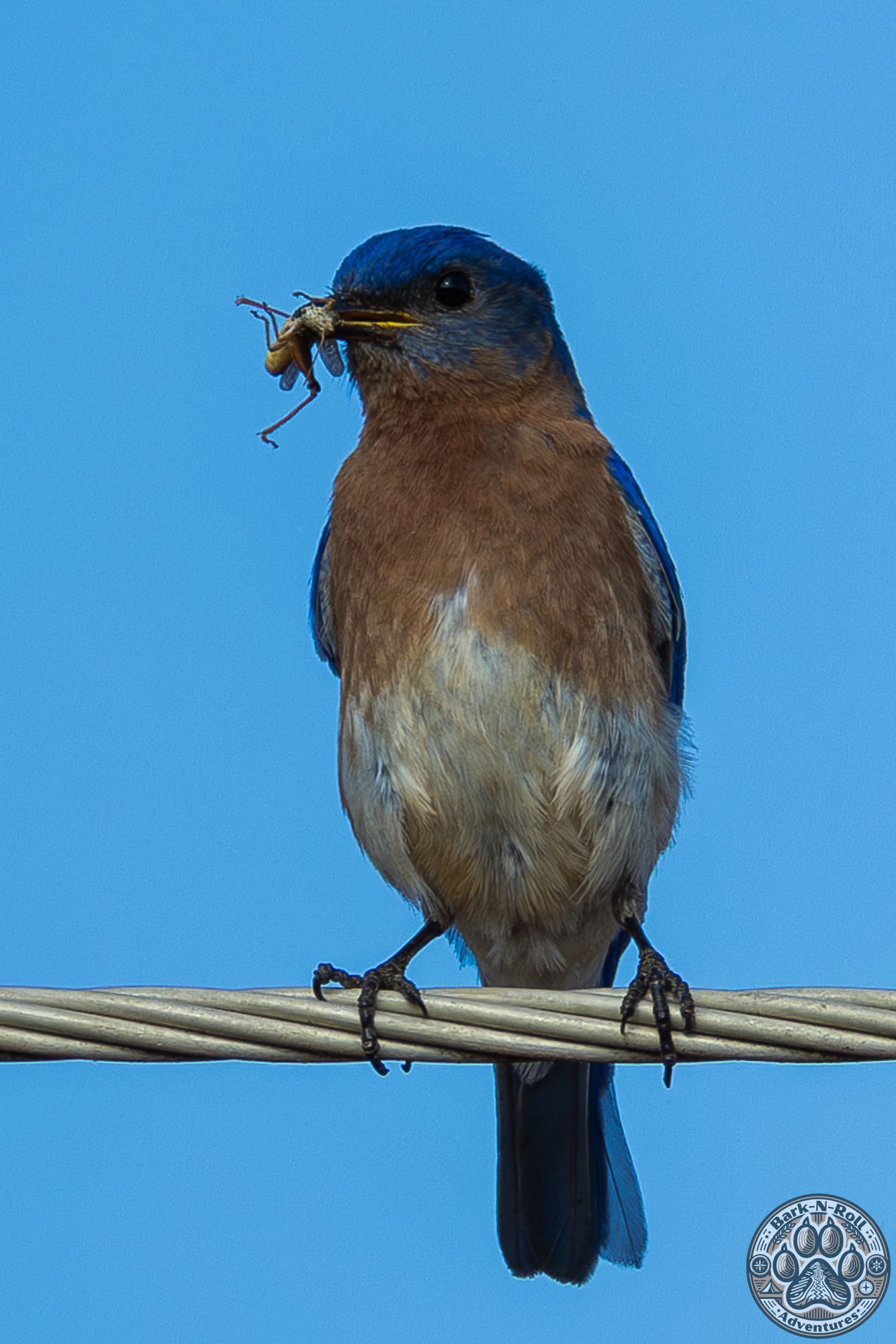 An Eastern Bluebird perches on a wire with an insect in its beak against a bright blue sky background.