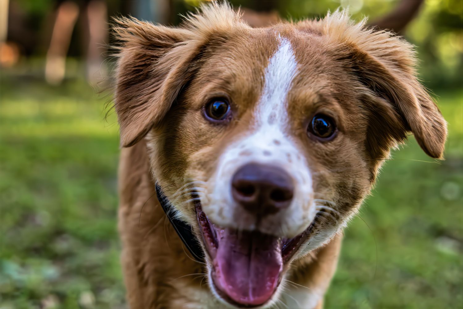 Happy brown and white Australian Shepherd mix dog with tongue out smiles at camera in close up portrait.