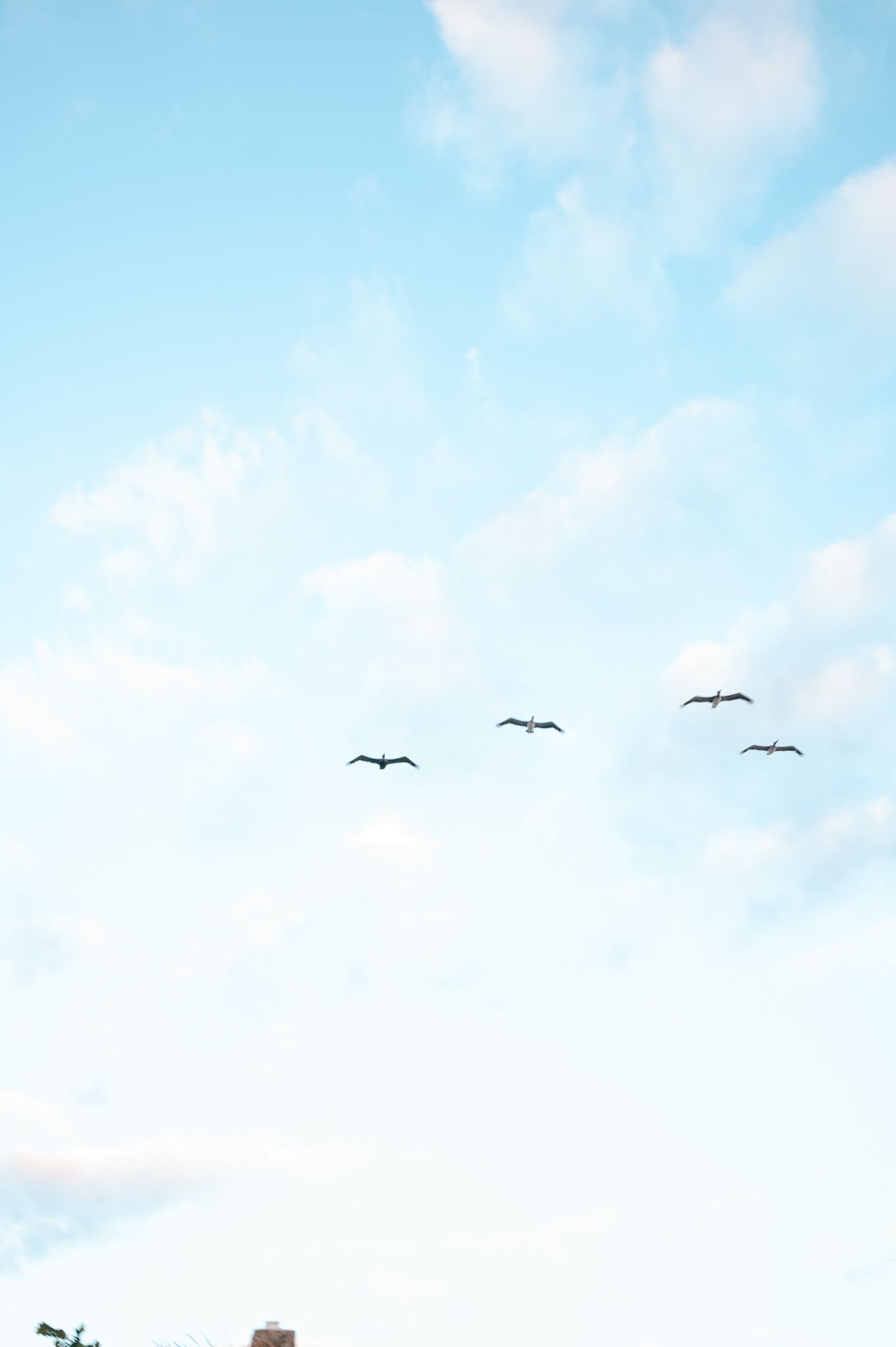 Birds flying against a light blue sky with scattered white clouds.
