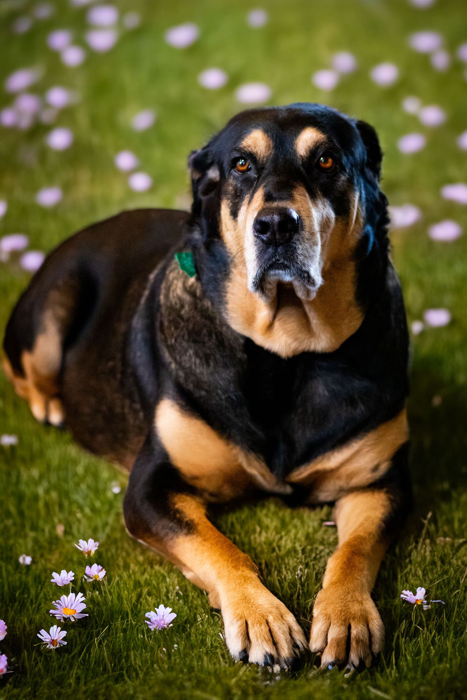 Black and tan dog lying in grass with purple wildflowers in spring garden setting.