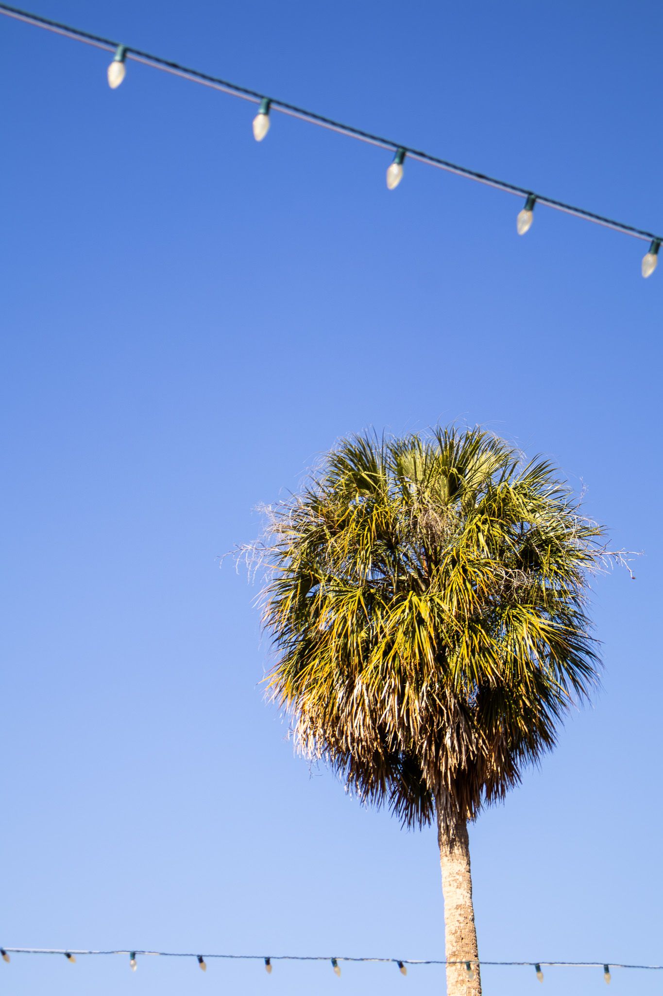 Palm tree silhouette with string lights hanging against a bright blue sky.