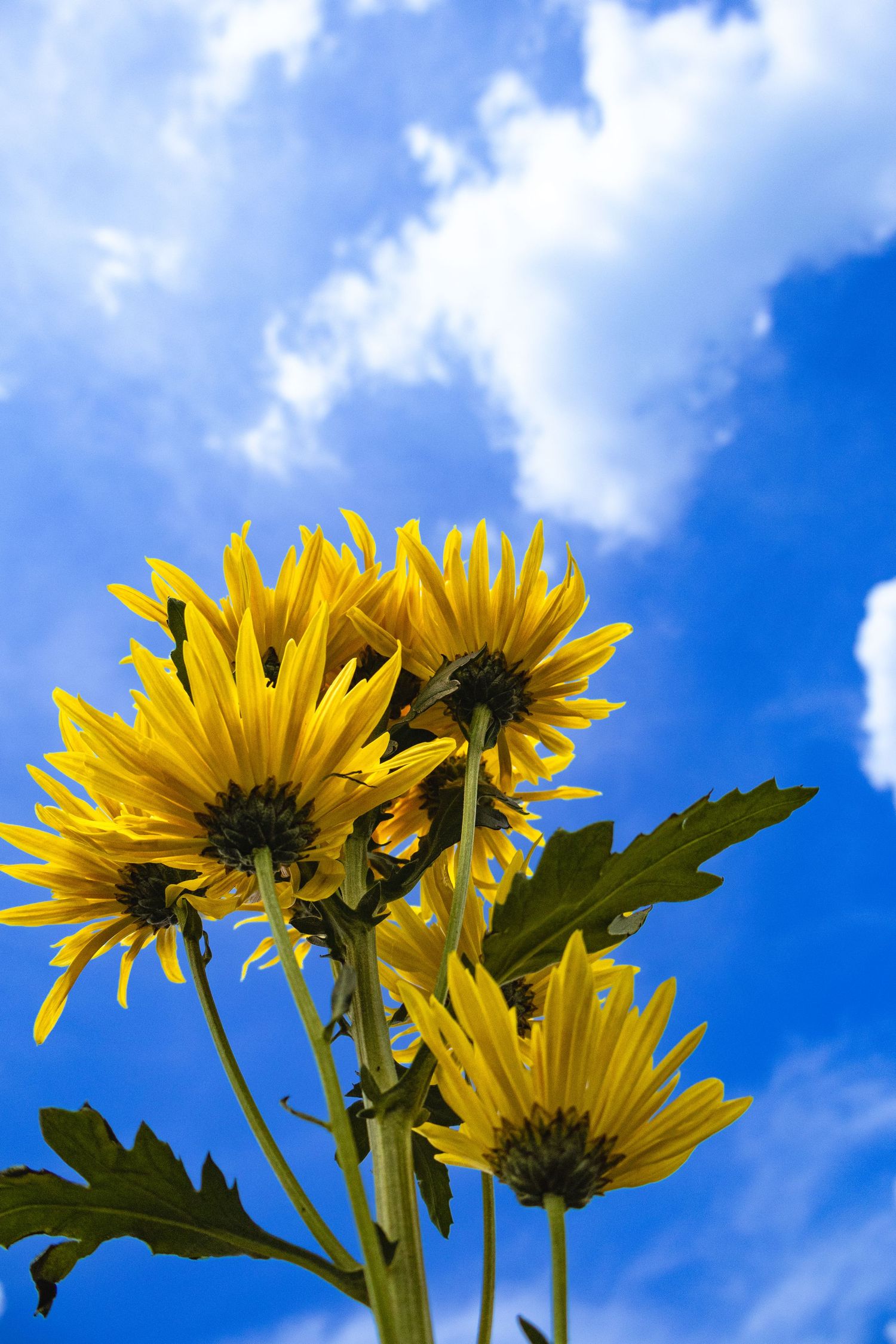 Bright yellow sunflowers reaching upward against a vibrant blue sky with white puffy clouds.