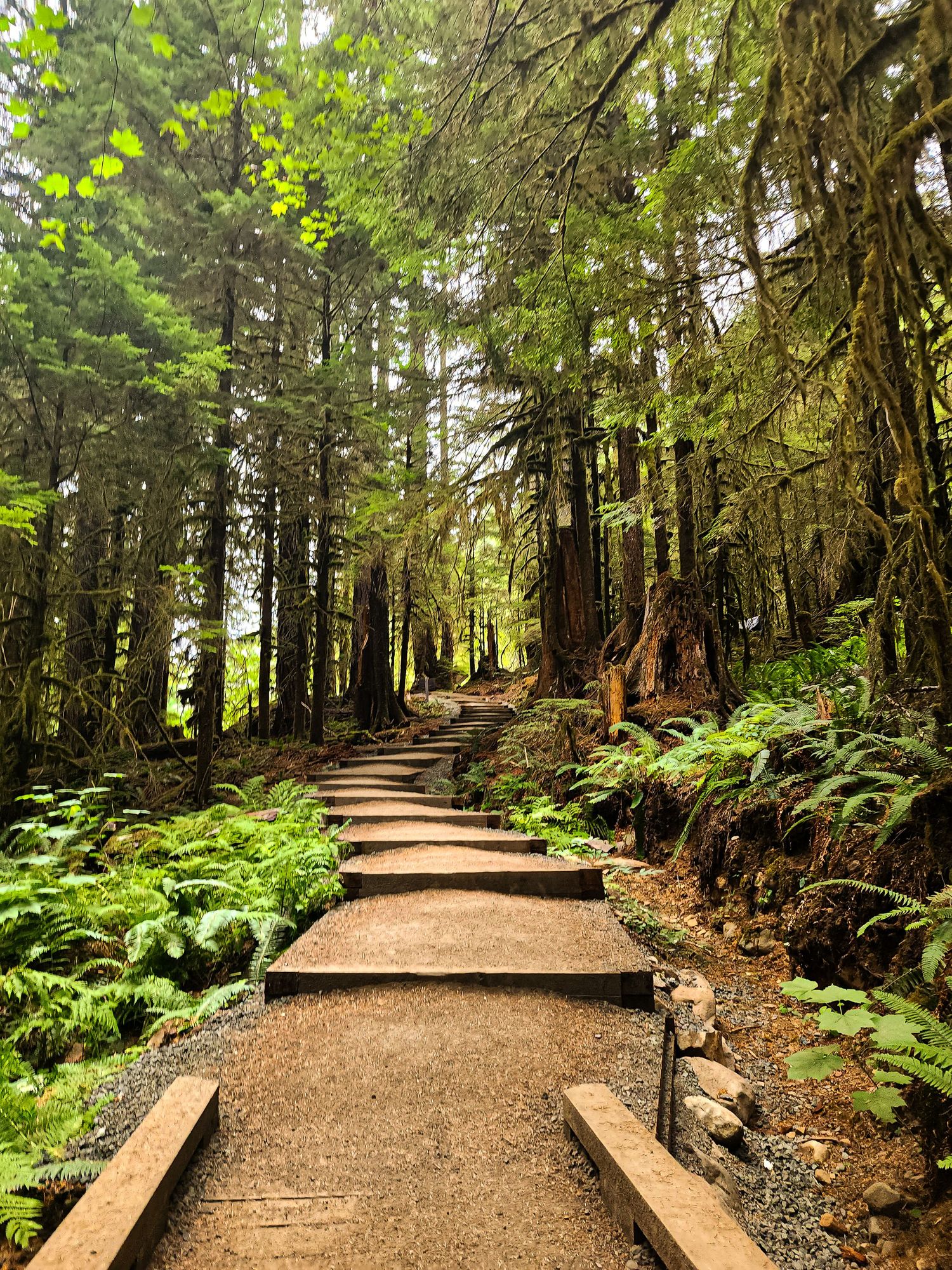 A winding forest trail with wooden steps leads through lush ferns and towering evergreen trees in the Pacific Northwest.